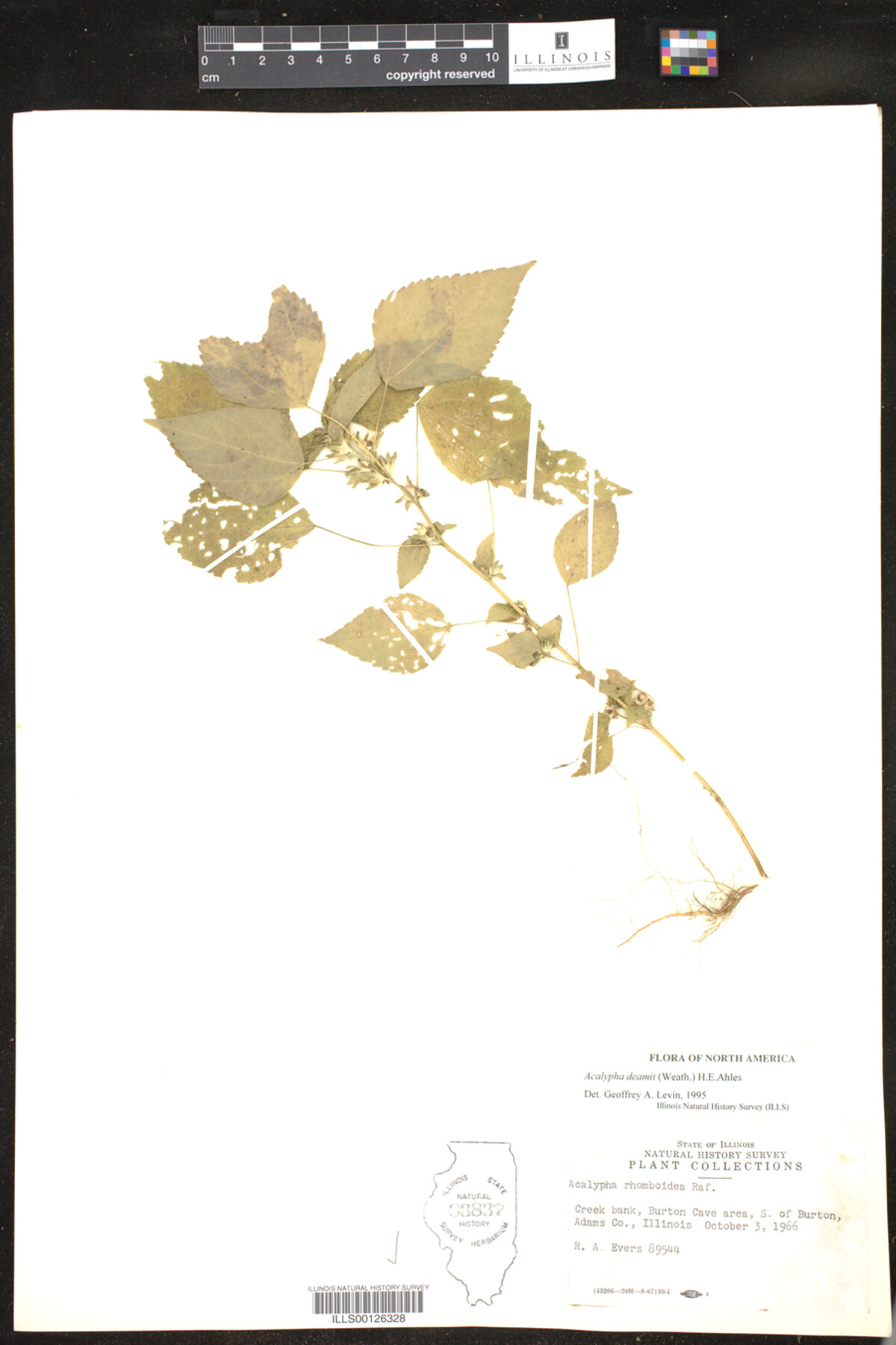 Acalypha deamii image