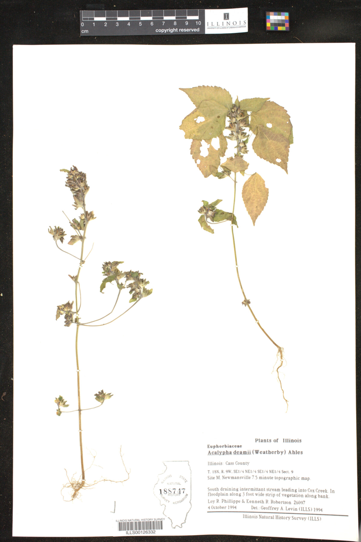 Acalypha deamii image