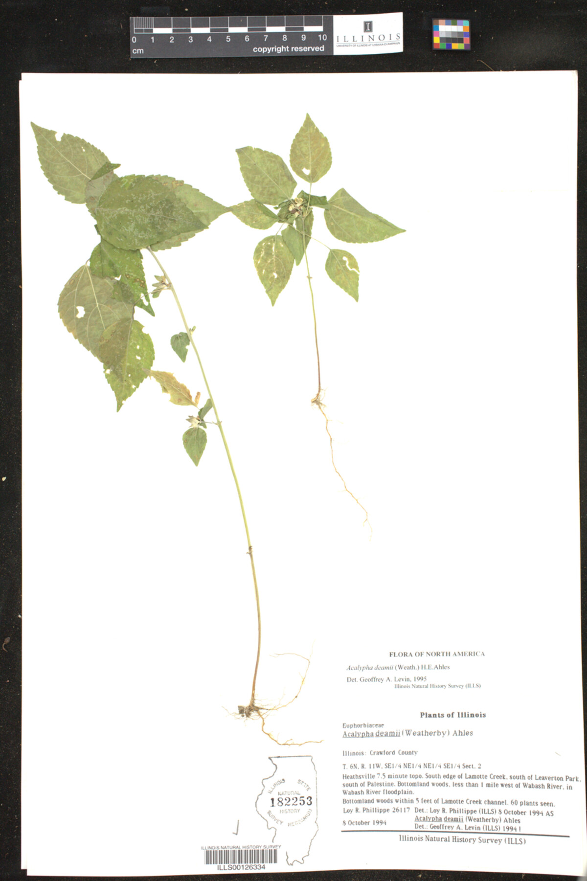 Acalypha deamii image