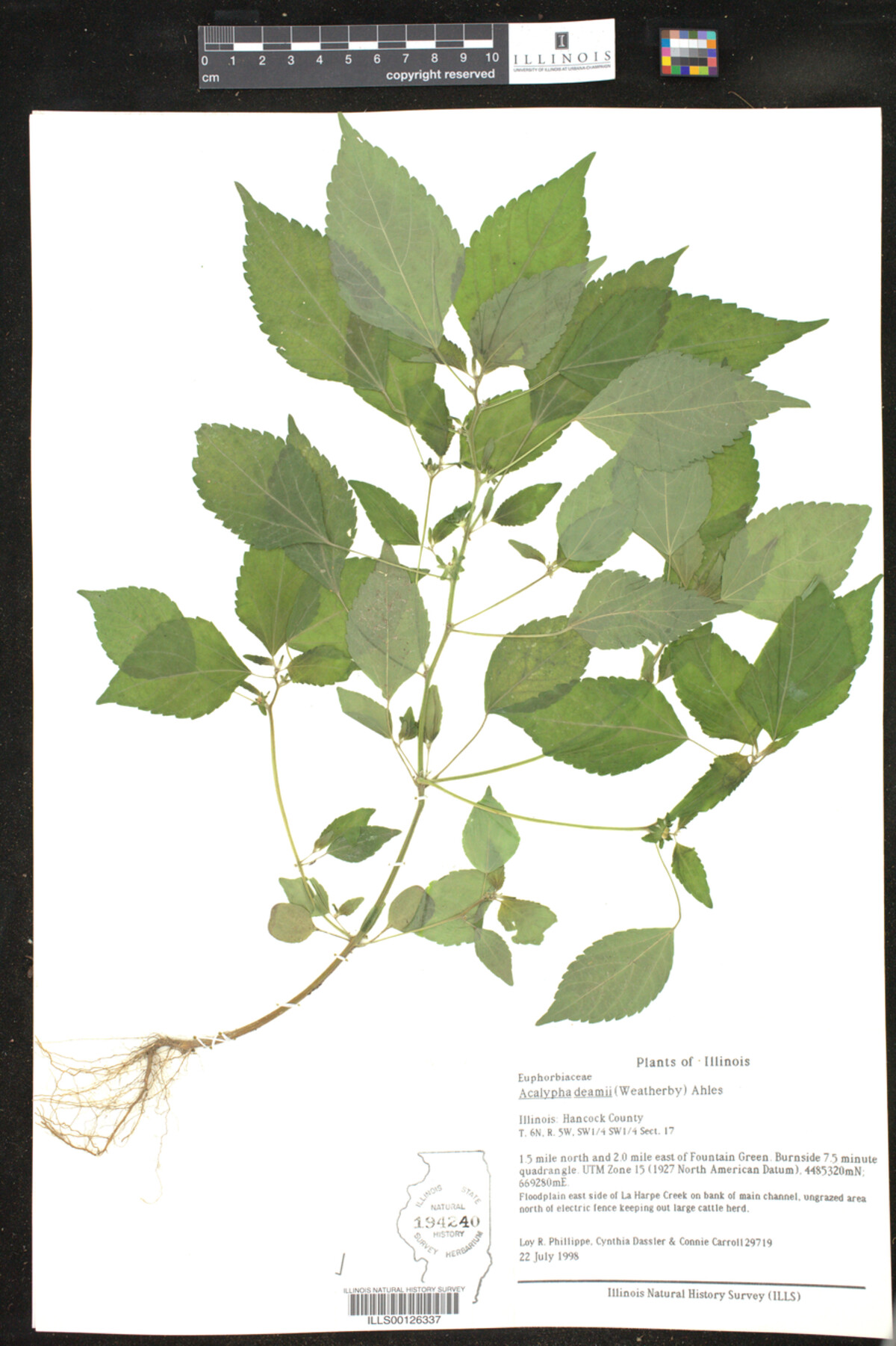 Acalypha deamii image