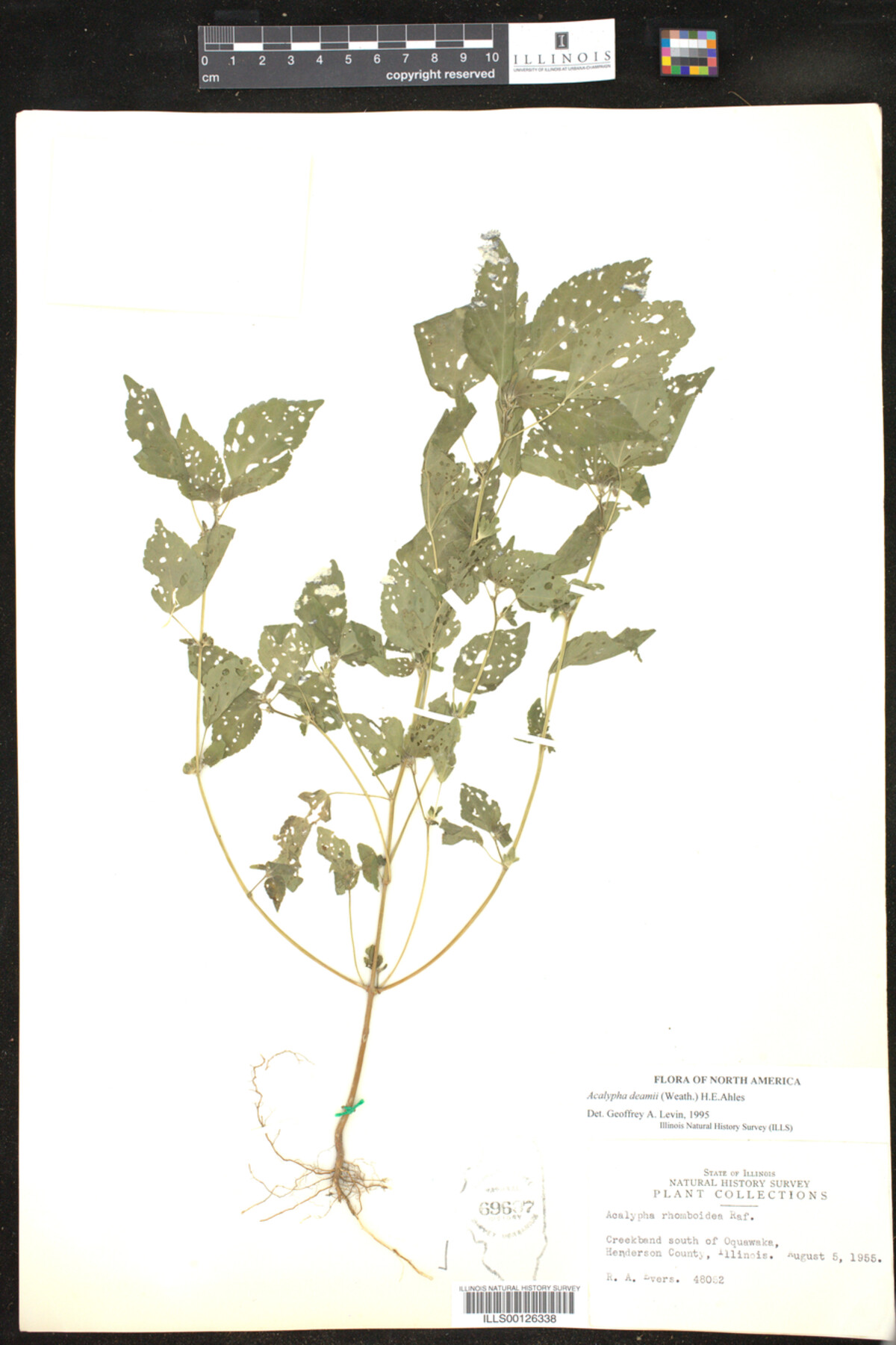 Acalypha deamii image