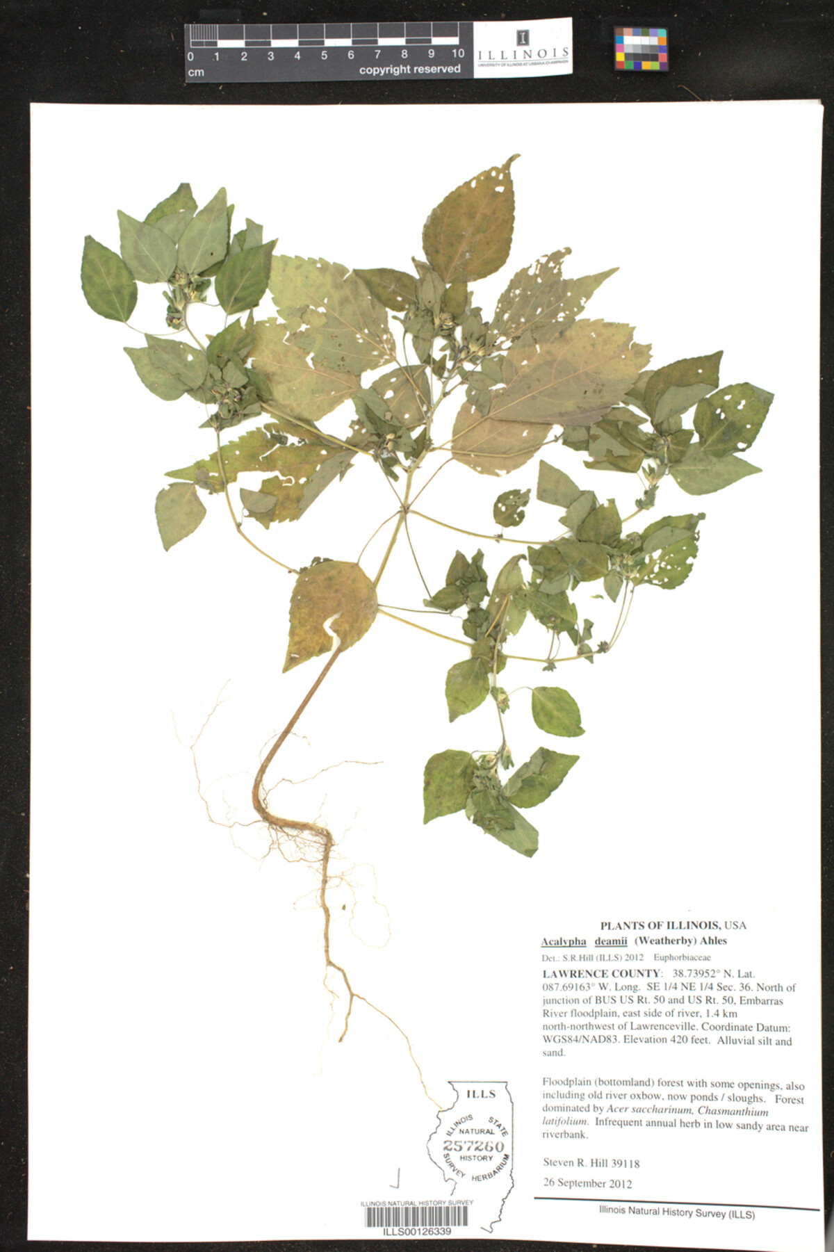 Acalypha deamii image