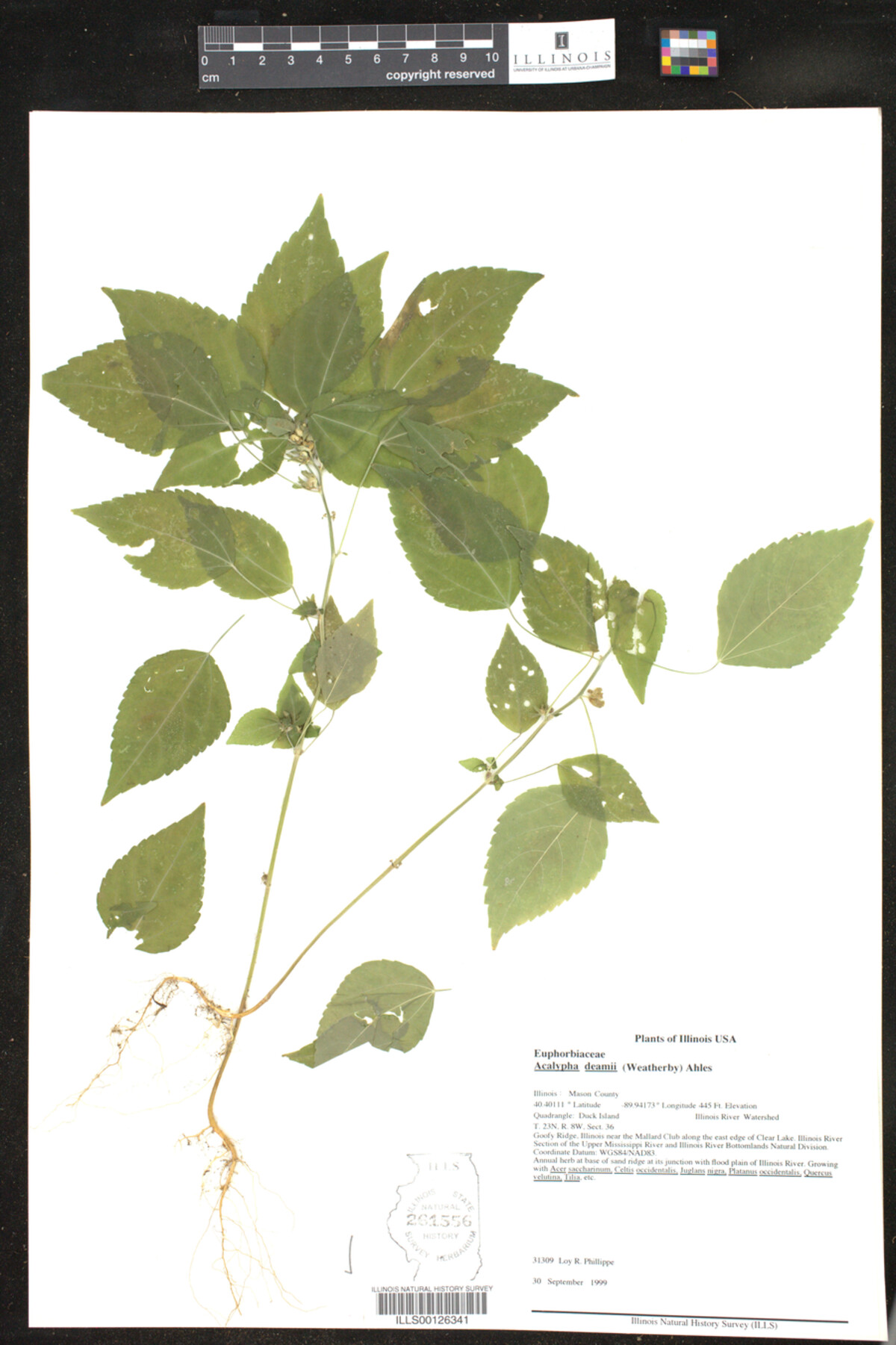 Acalypha deamii image