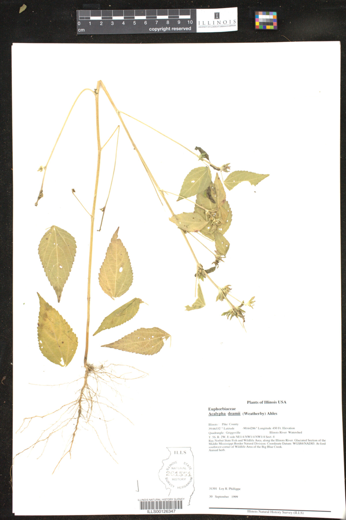 Acalypha deamii image