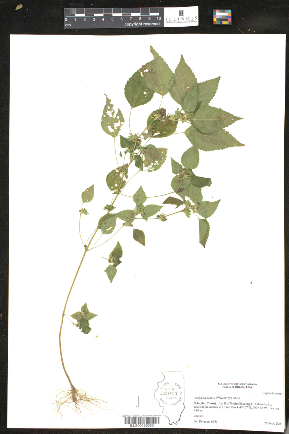 Acalypha deamii image