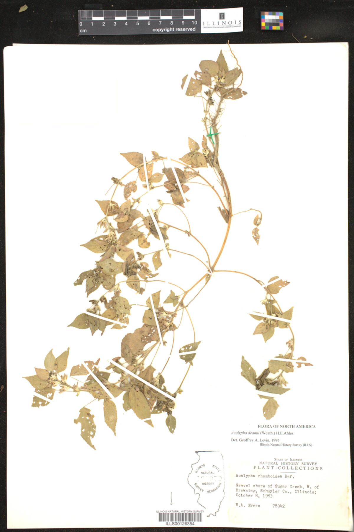Acalypha deamii image