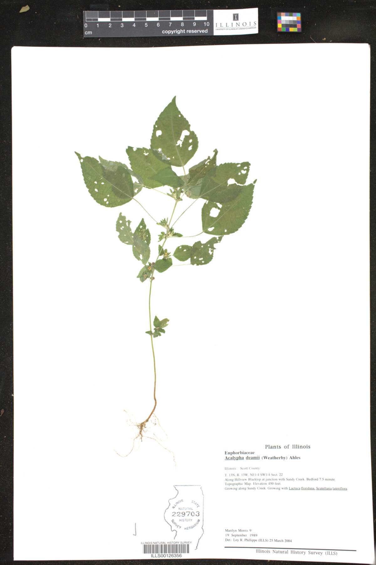 Acalypha deamii image