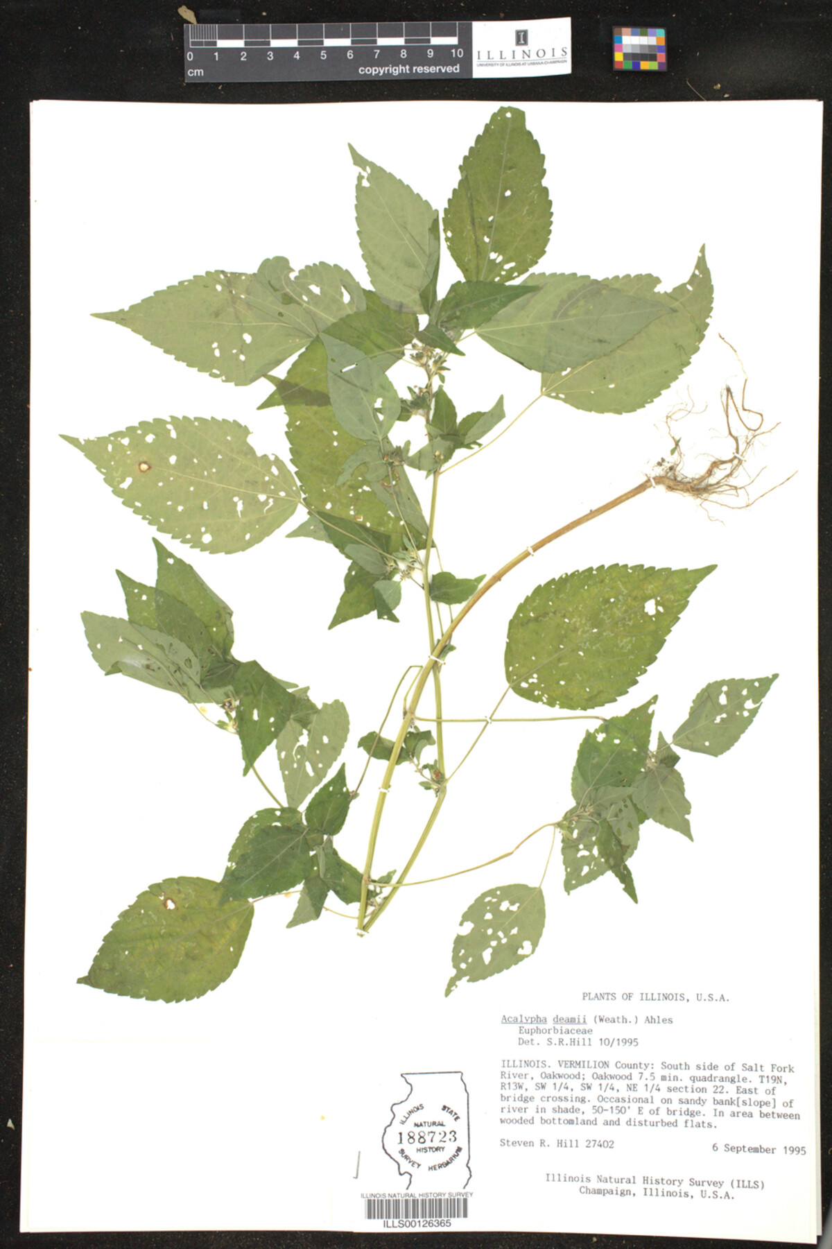 Acalypha deamii image