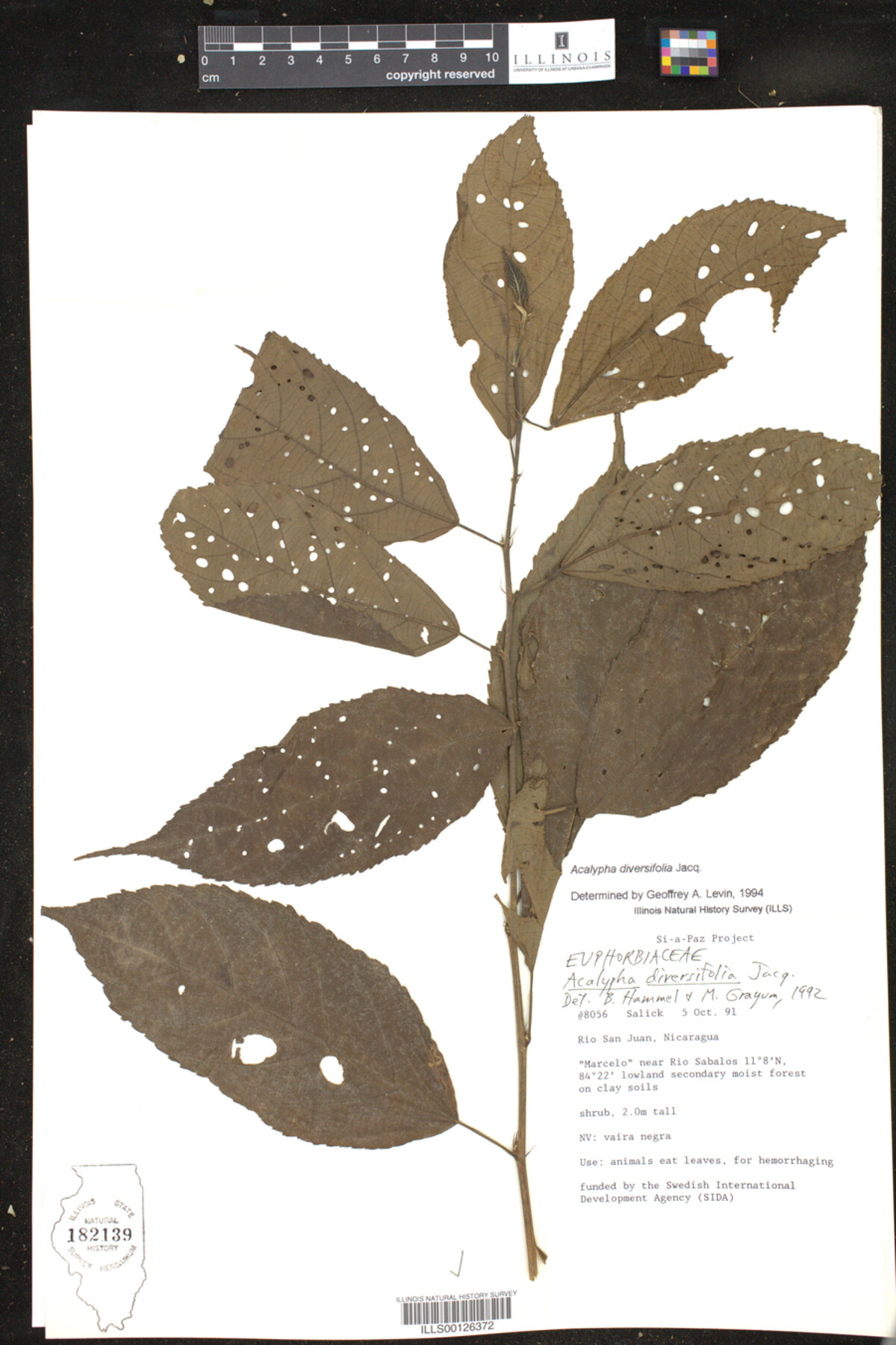 Acalypha diversifolia image