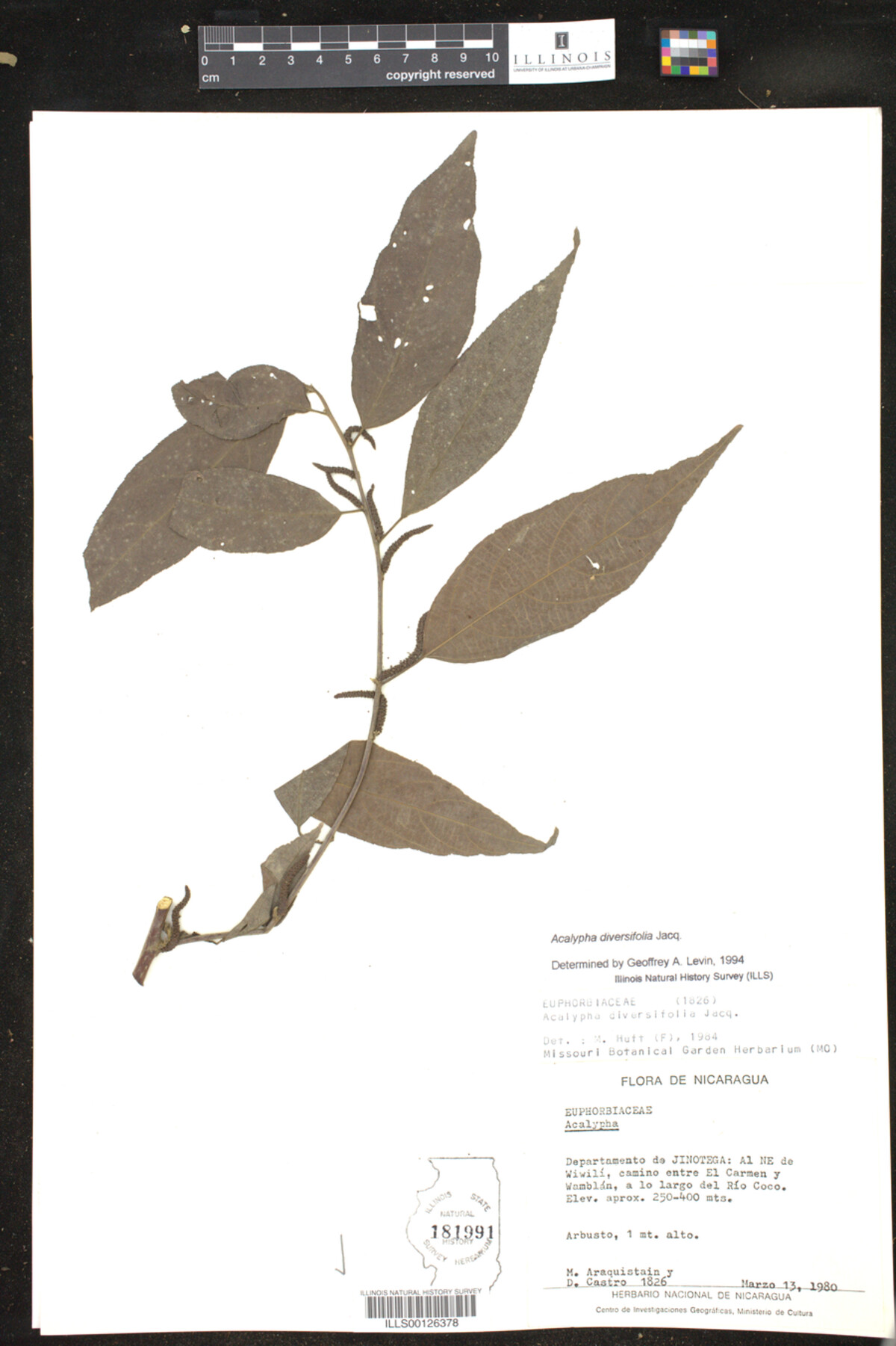 Acalypha diversifolia image