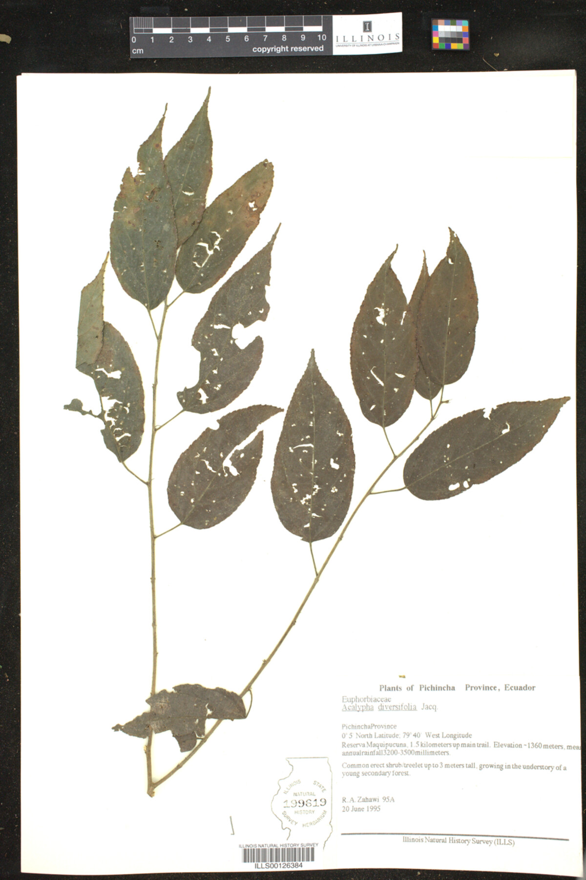 Acalypha diversifolia image