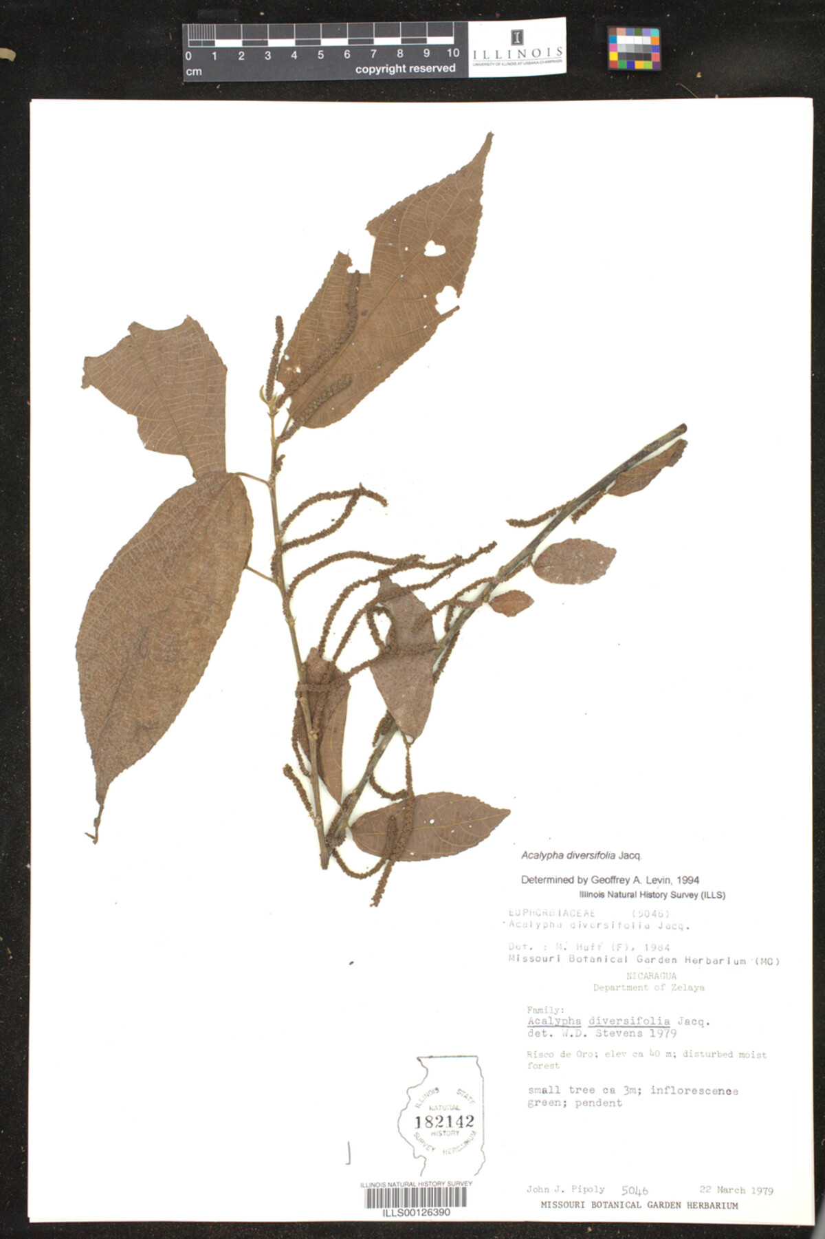 Acalypha diversifolia image