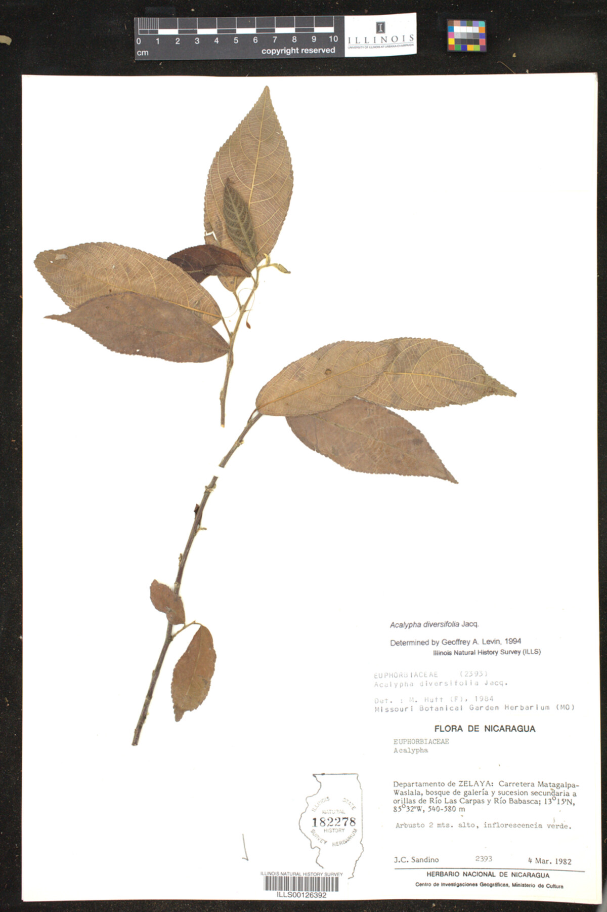 Acalypha diversifolia image