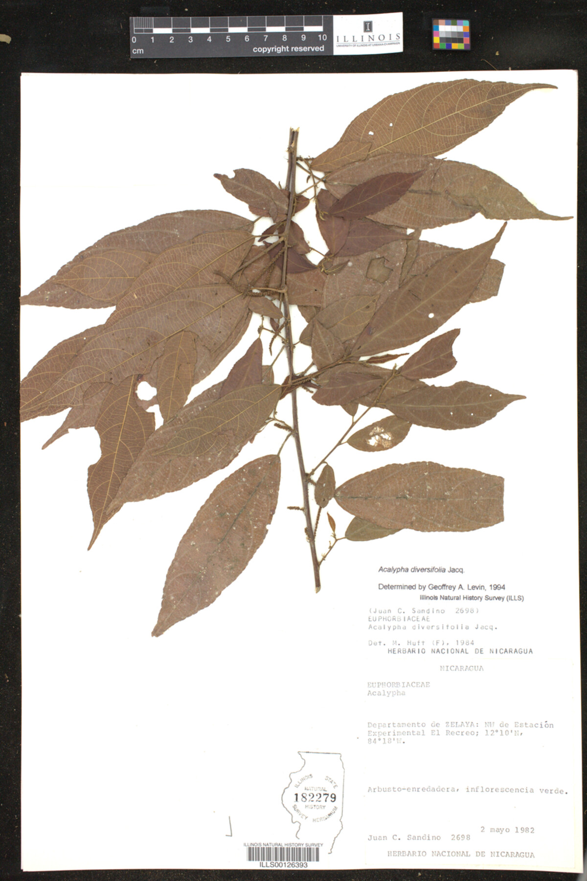 Acalypha diversifolia image