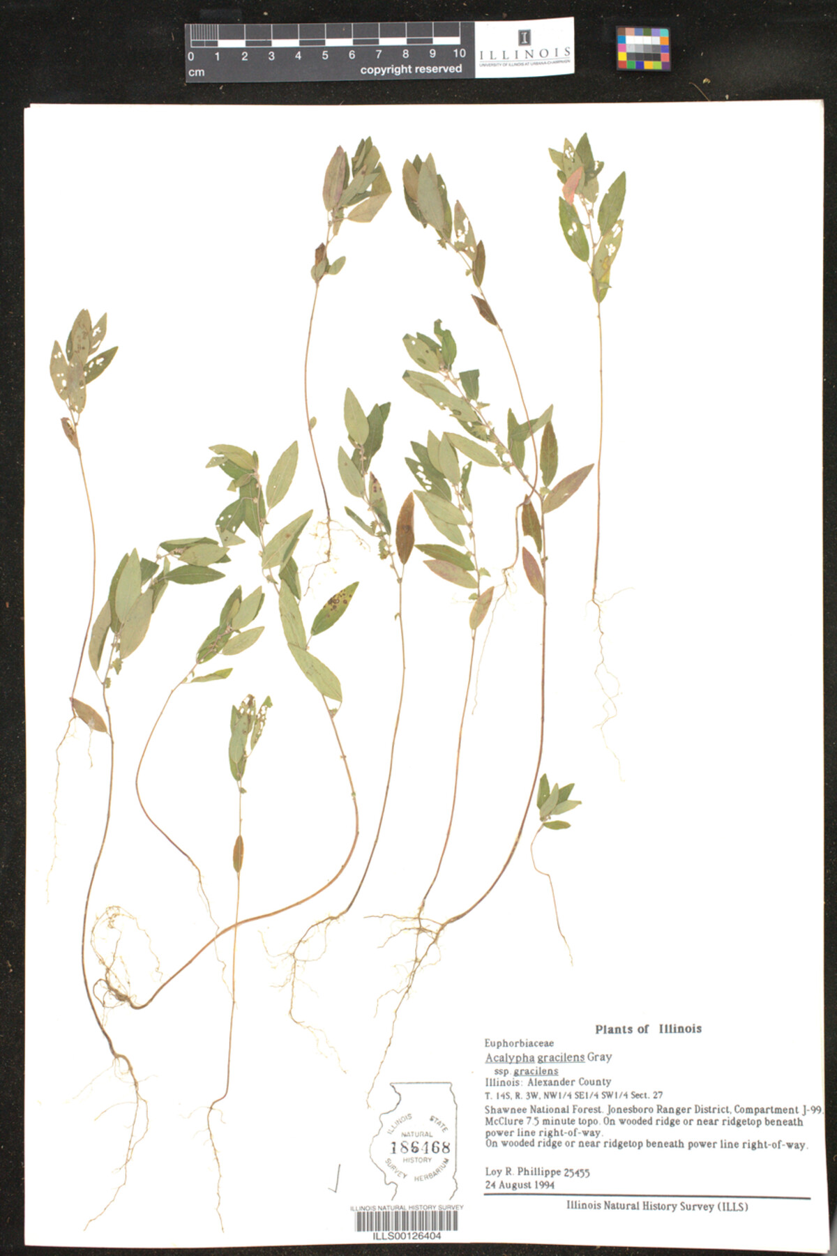 Acalypha gracilens ssp. gracilens image