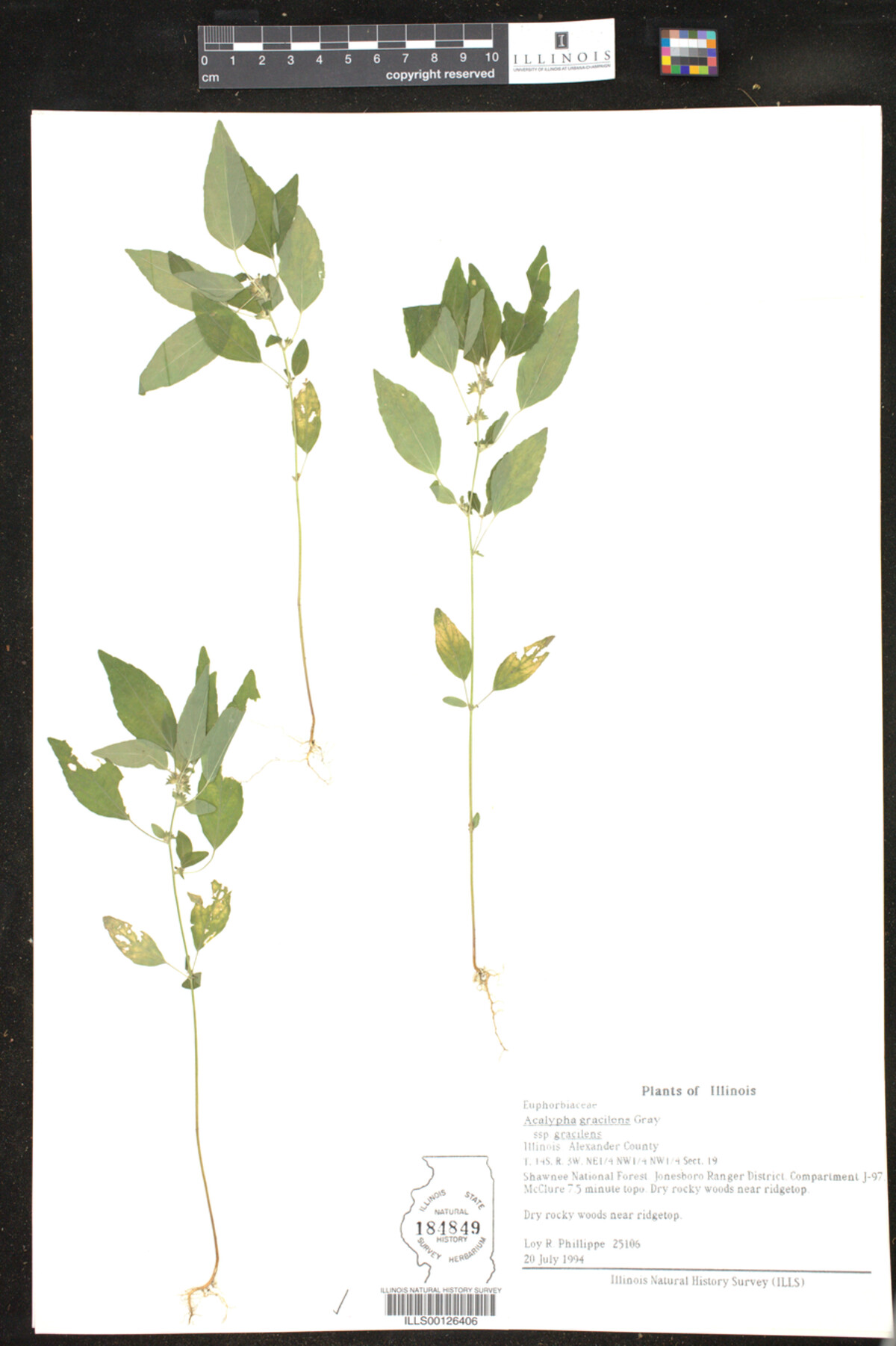 Acalypha gracilens image