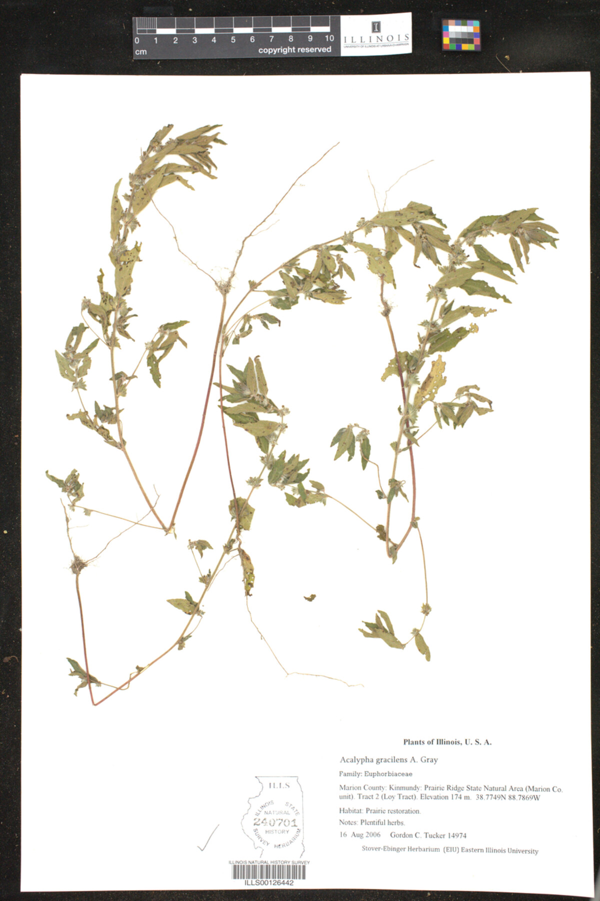 Acalypha gracilens image