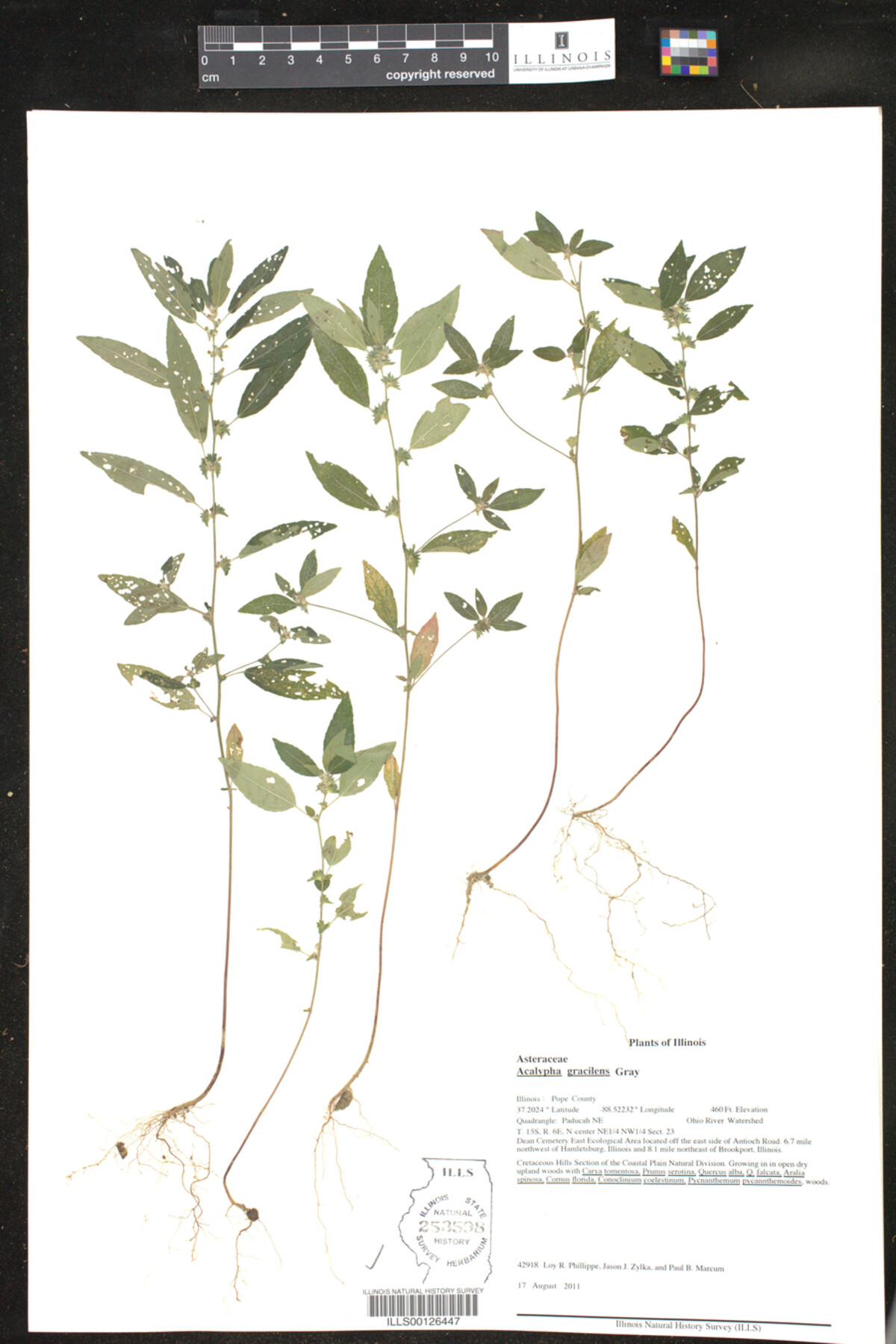 Acalypha gracilens image