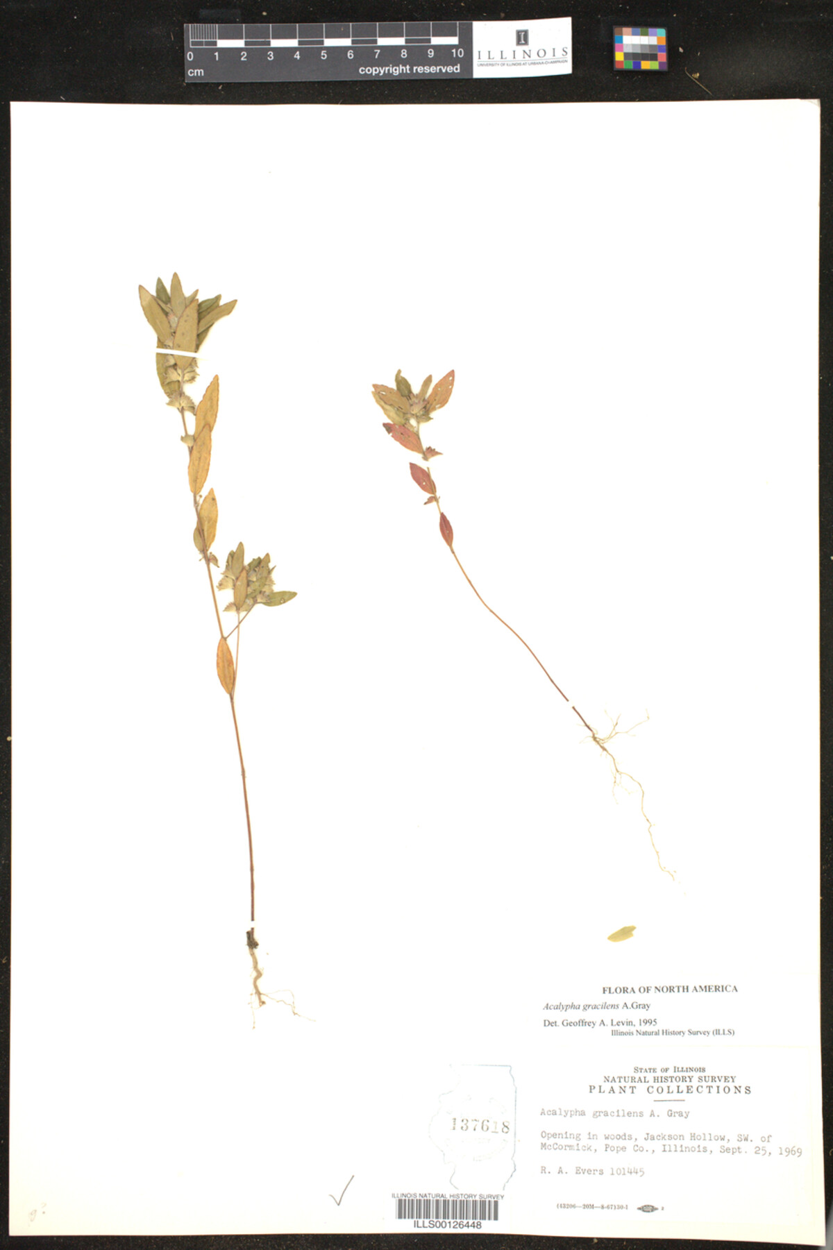Acalypha gracilens image