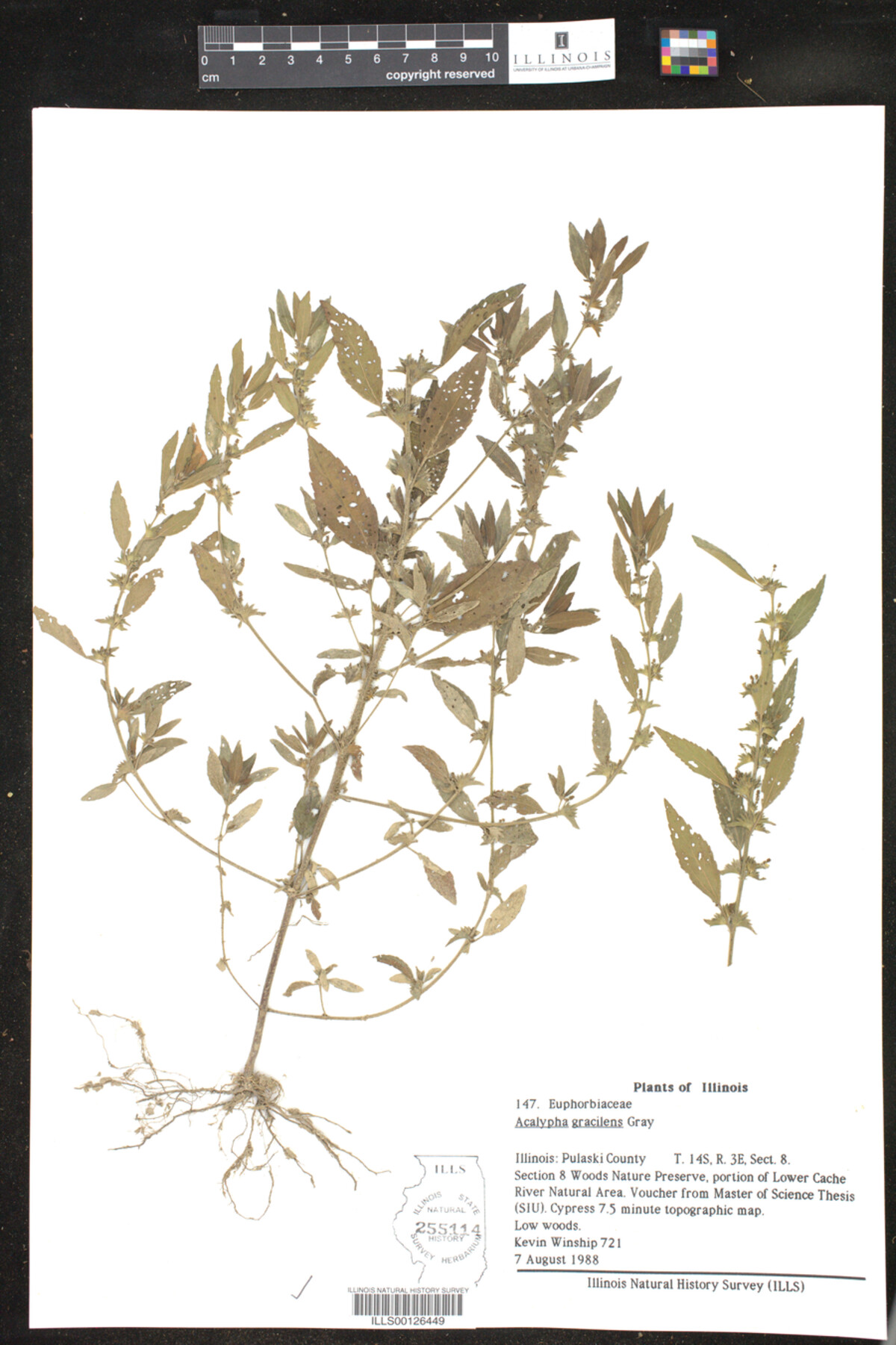Acalypha gracilens image