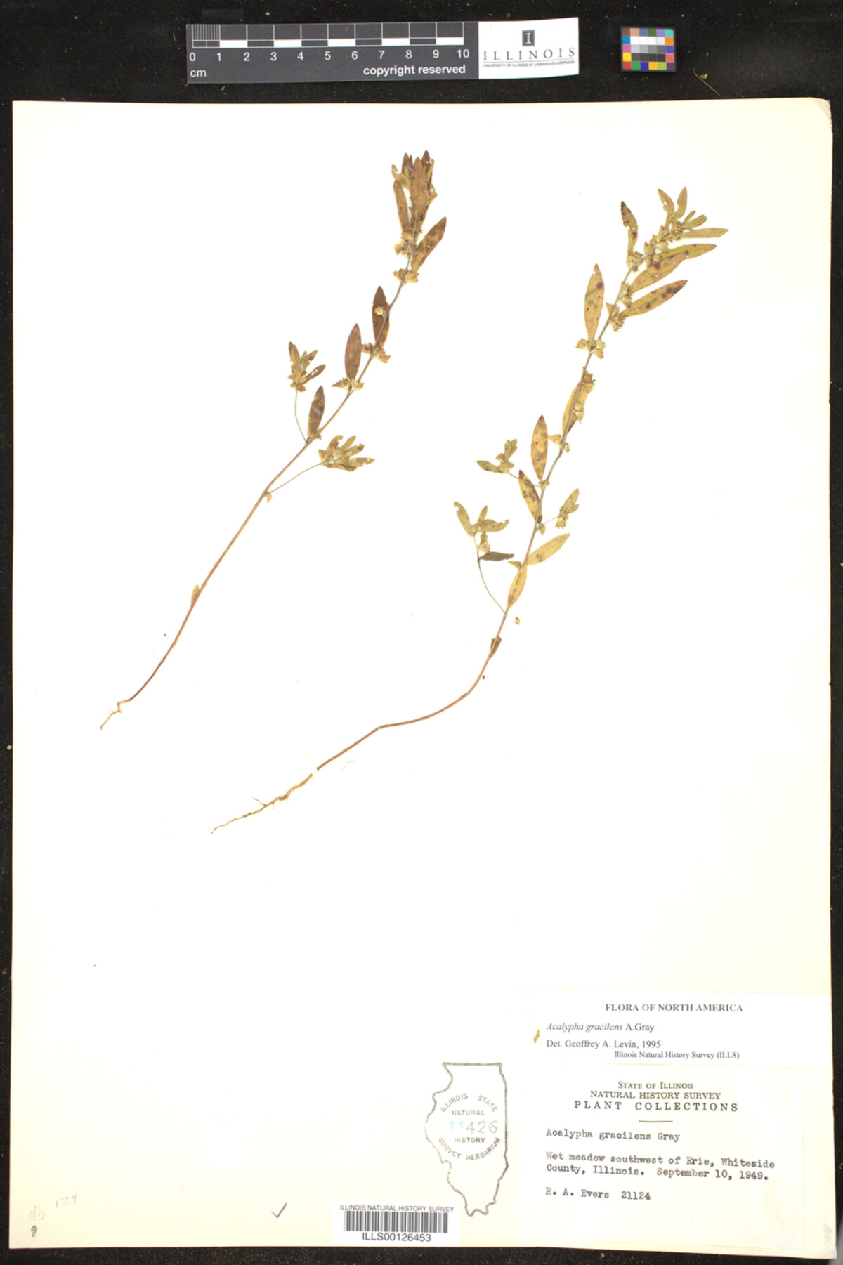 Acalypha gracilens image