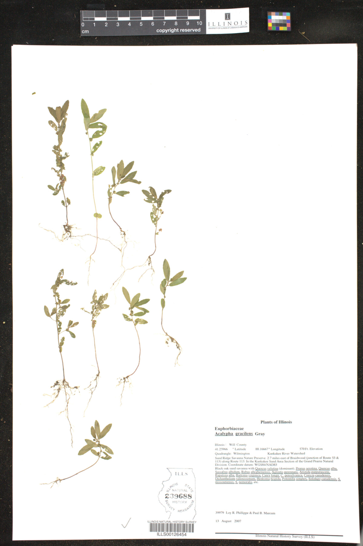 Acalypha gracilens image