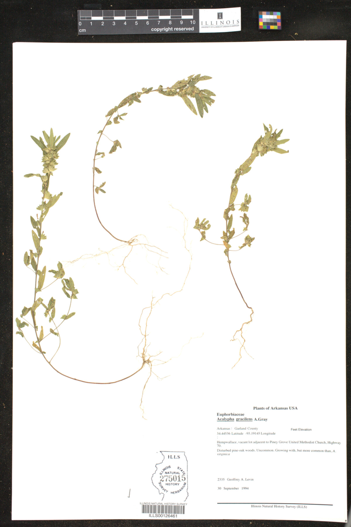 Acalypha gracilens image