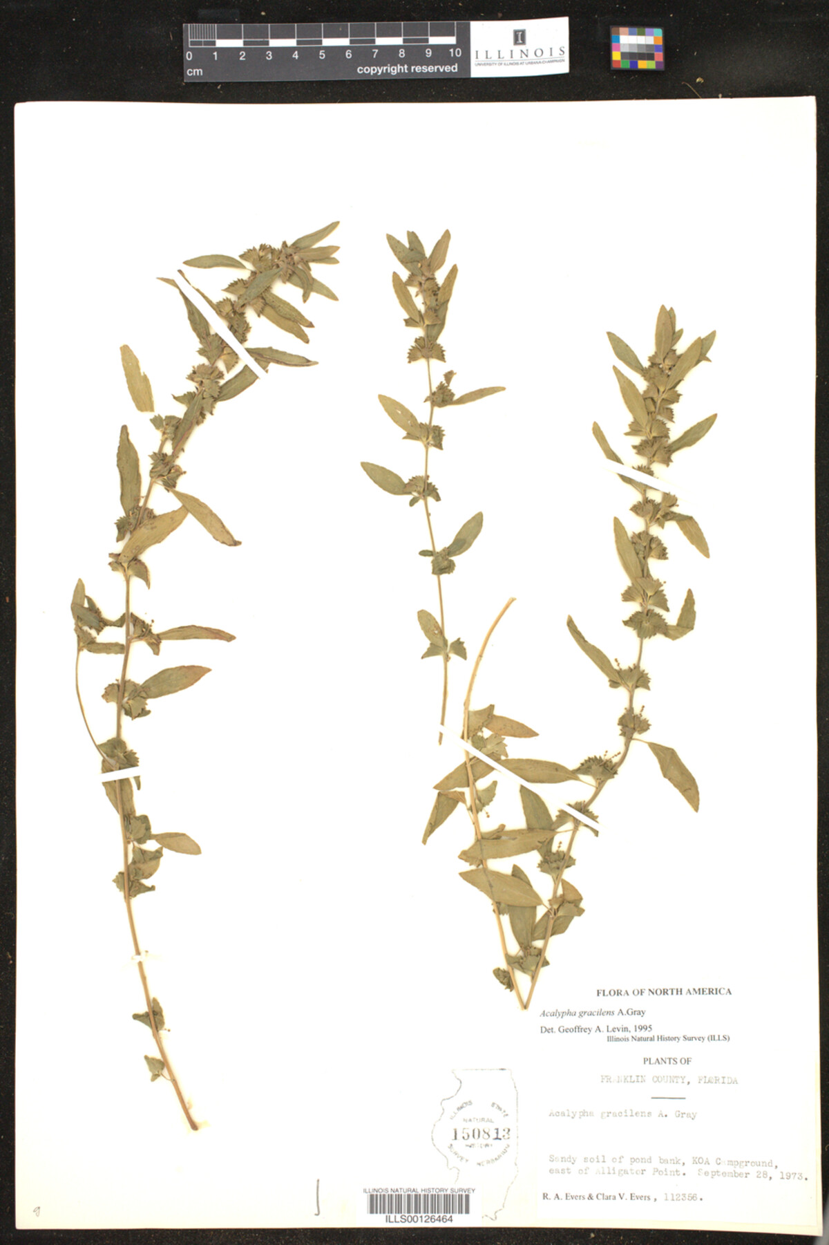 Acalypha gracilens image