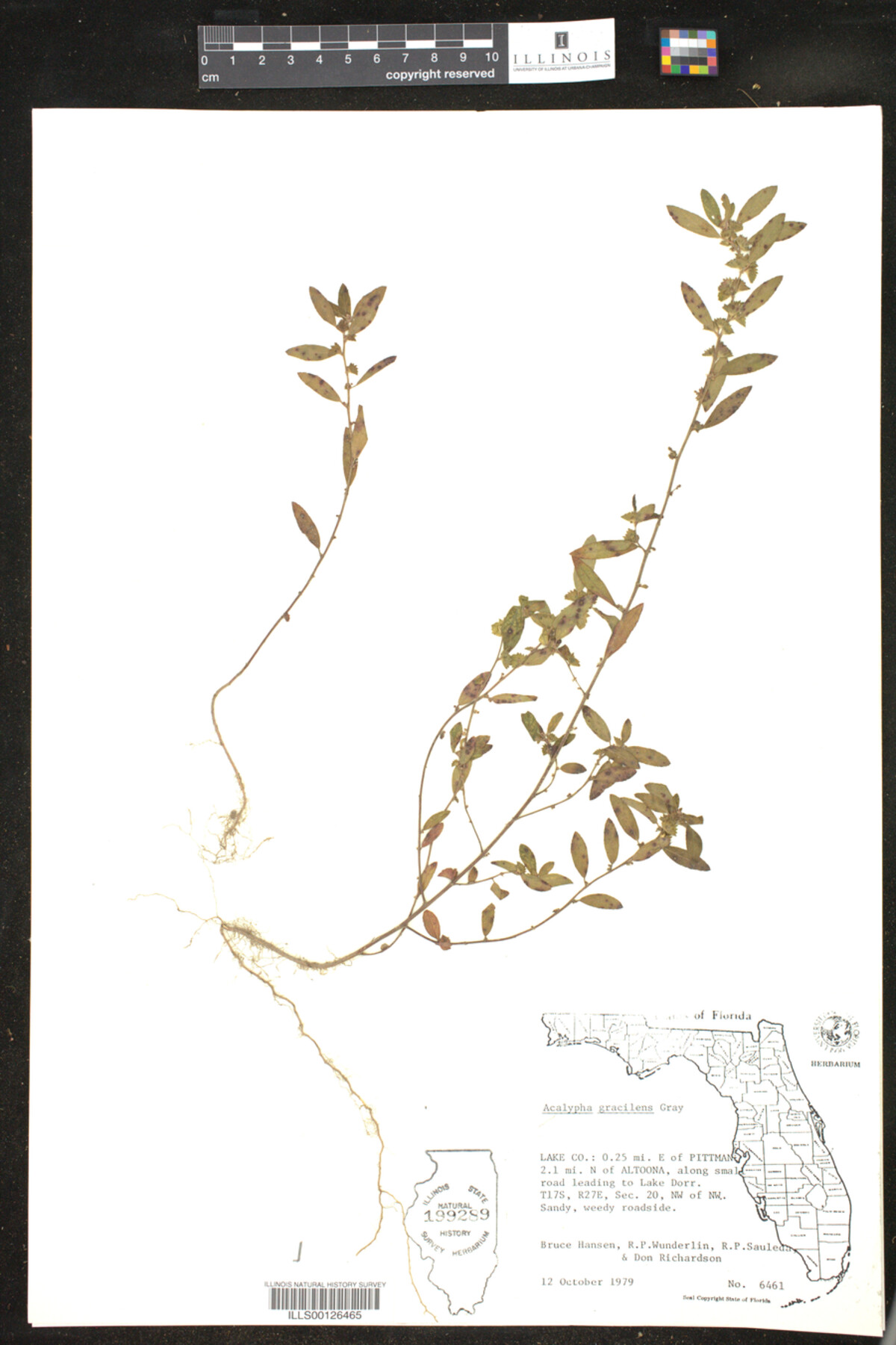 Acalypha gracilens image