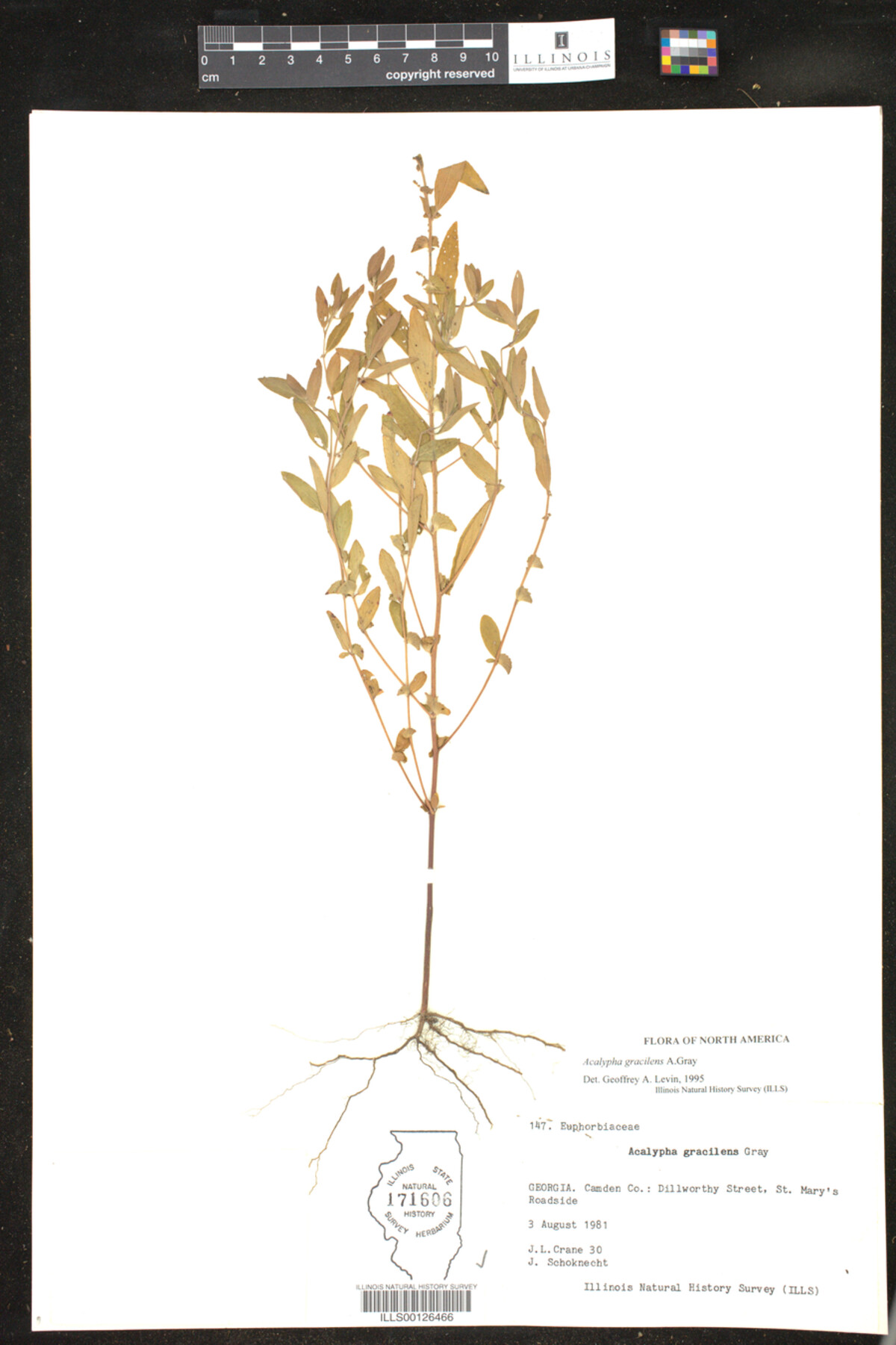 Acalypha gracilens image