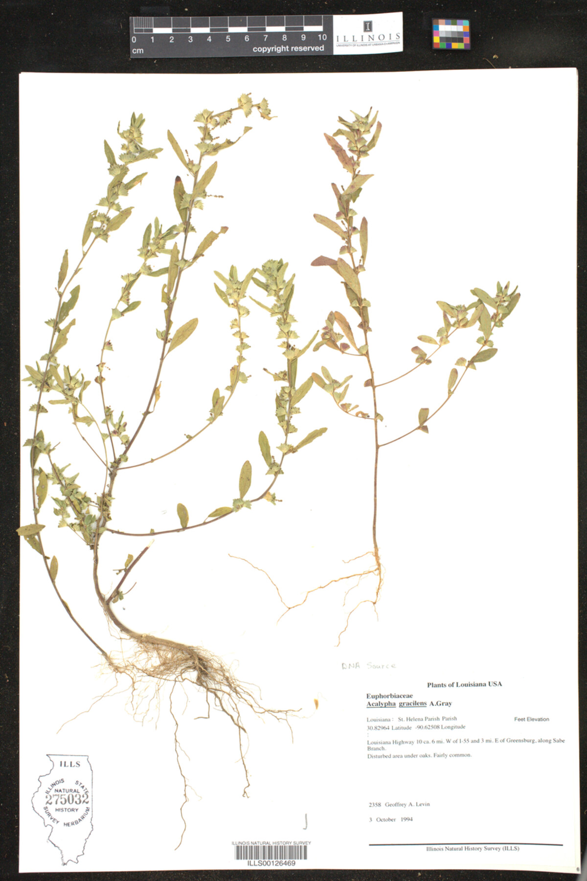 Acalypha gracilens image