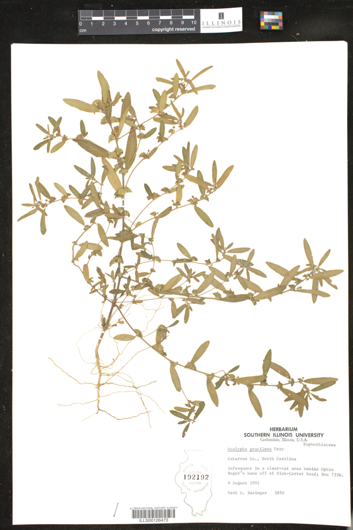 Acalypha gracilens image