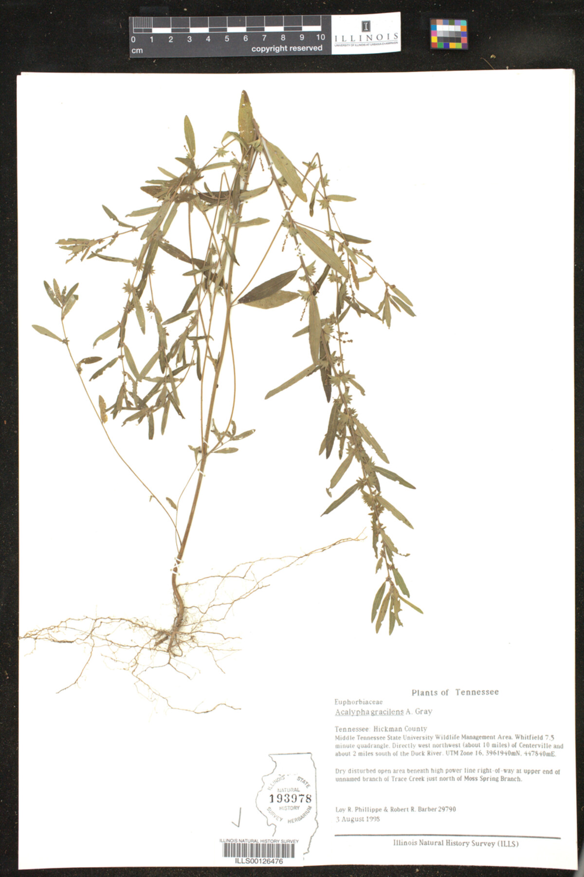 Acalypha gracilens image