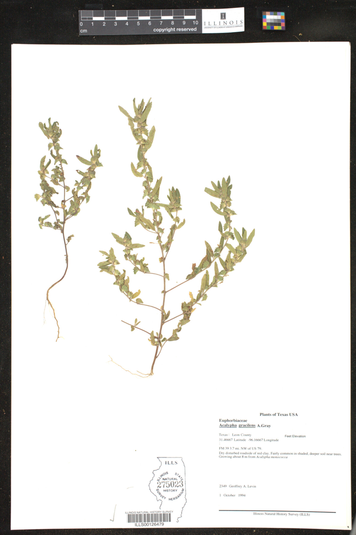 Acalypha gracilens image