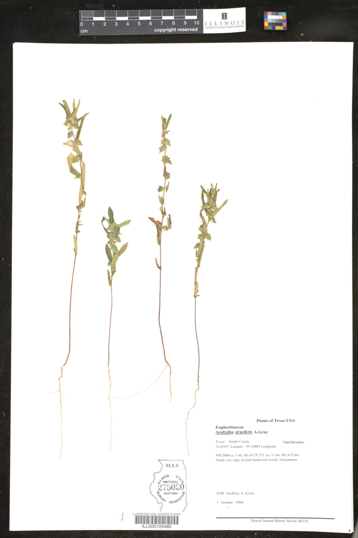Acalypha gracilens image
