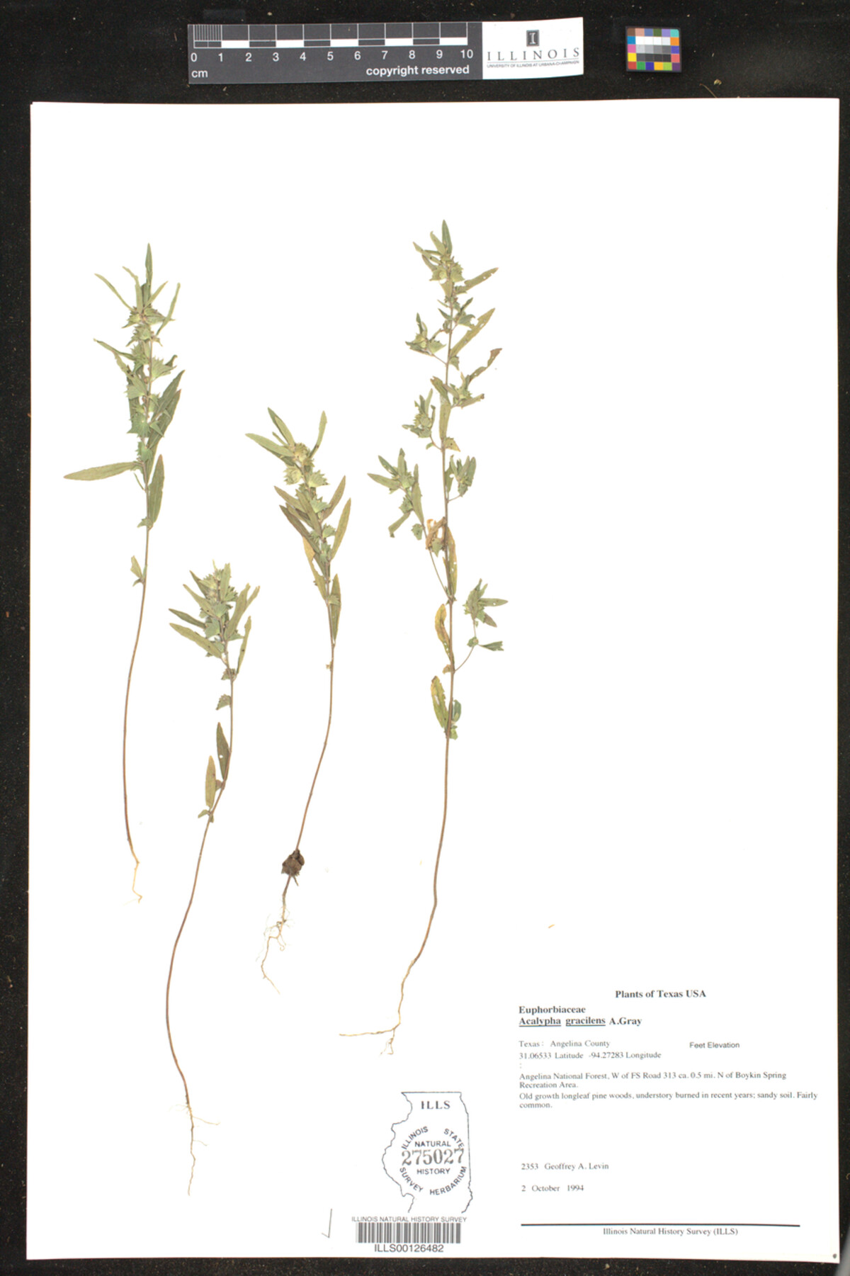 Acalypha gracilens image