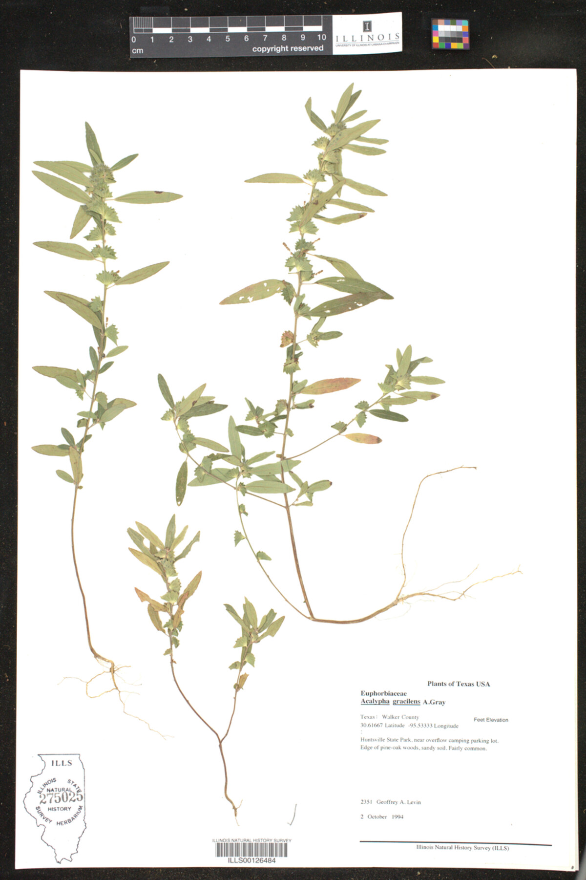 Acalypha gracilens image