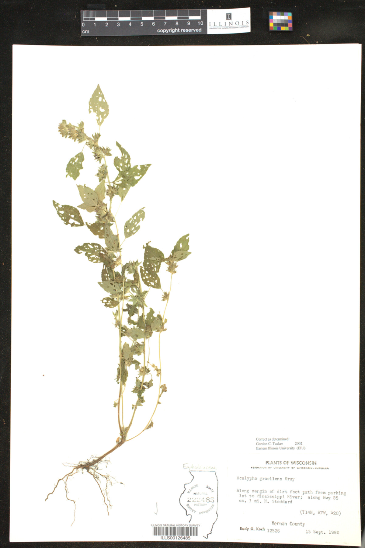 Acalypha gracilens image