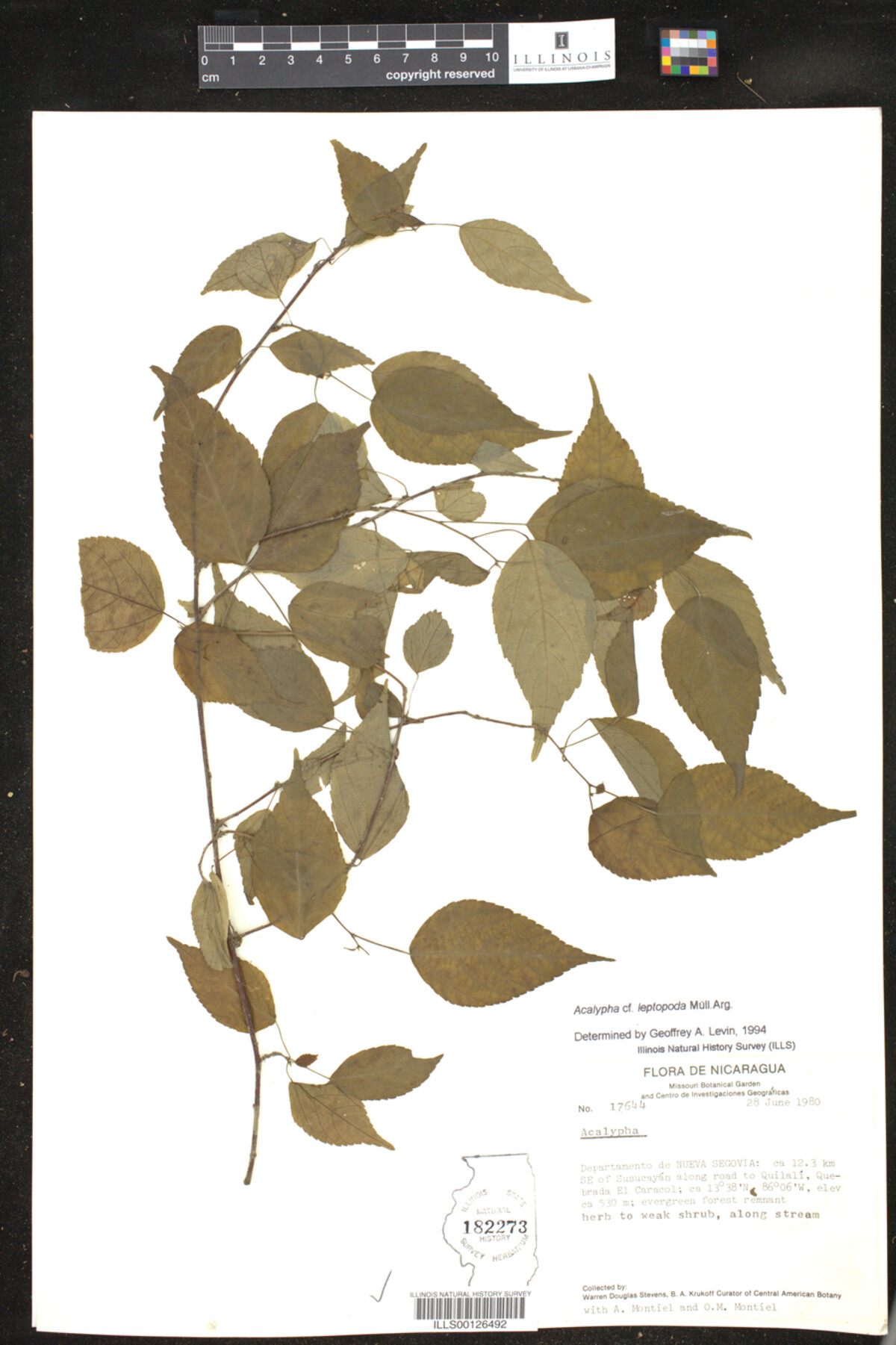 Acalypha leptopoda image