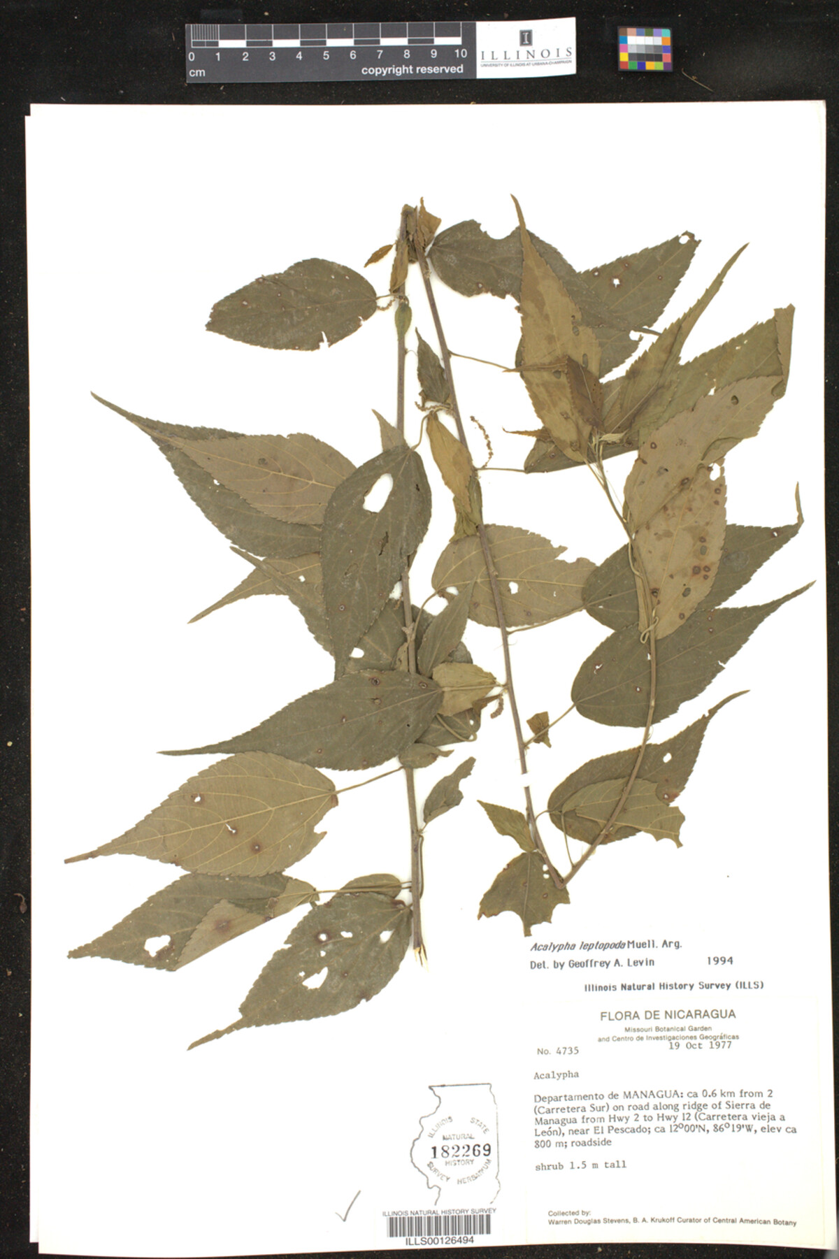 Acalypha leptopoda image