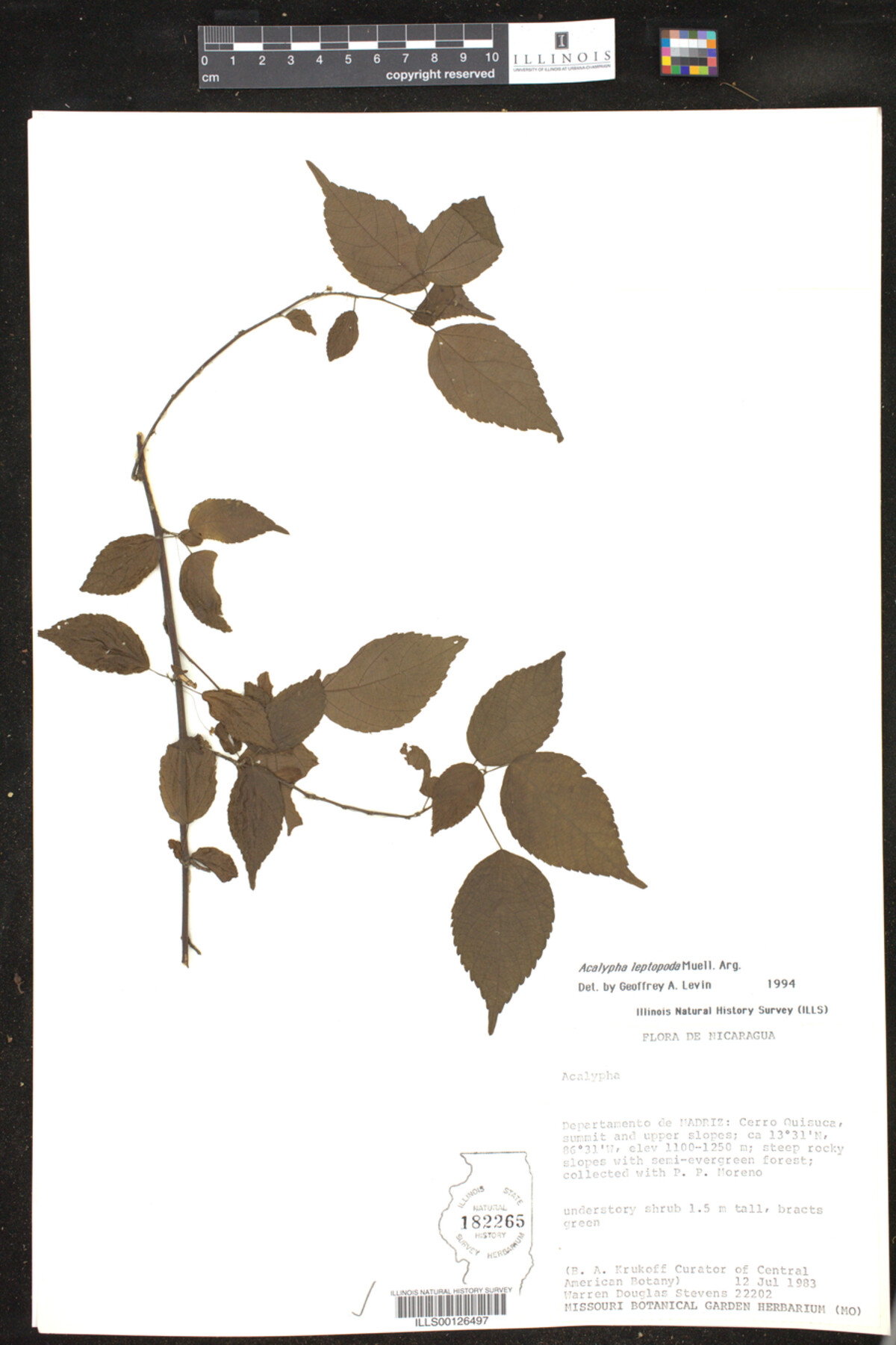 Acalypha leptopoda image