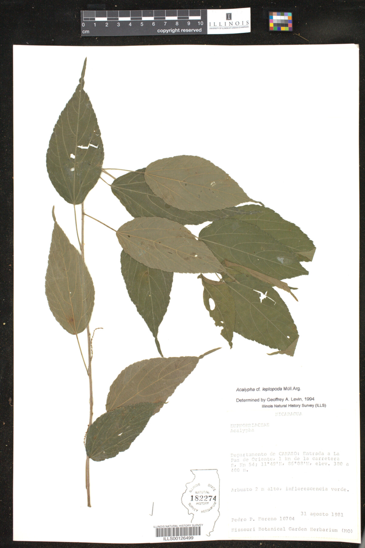 Acalypha leptopoda image