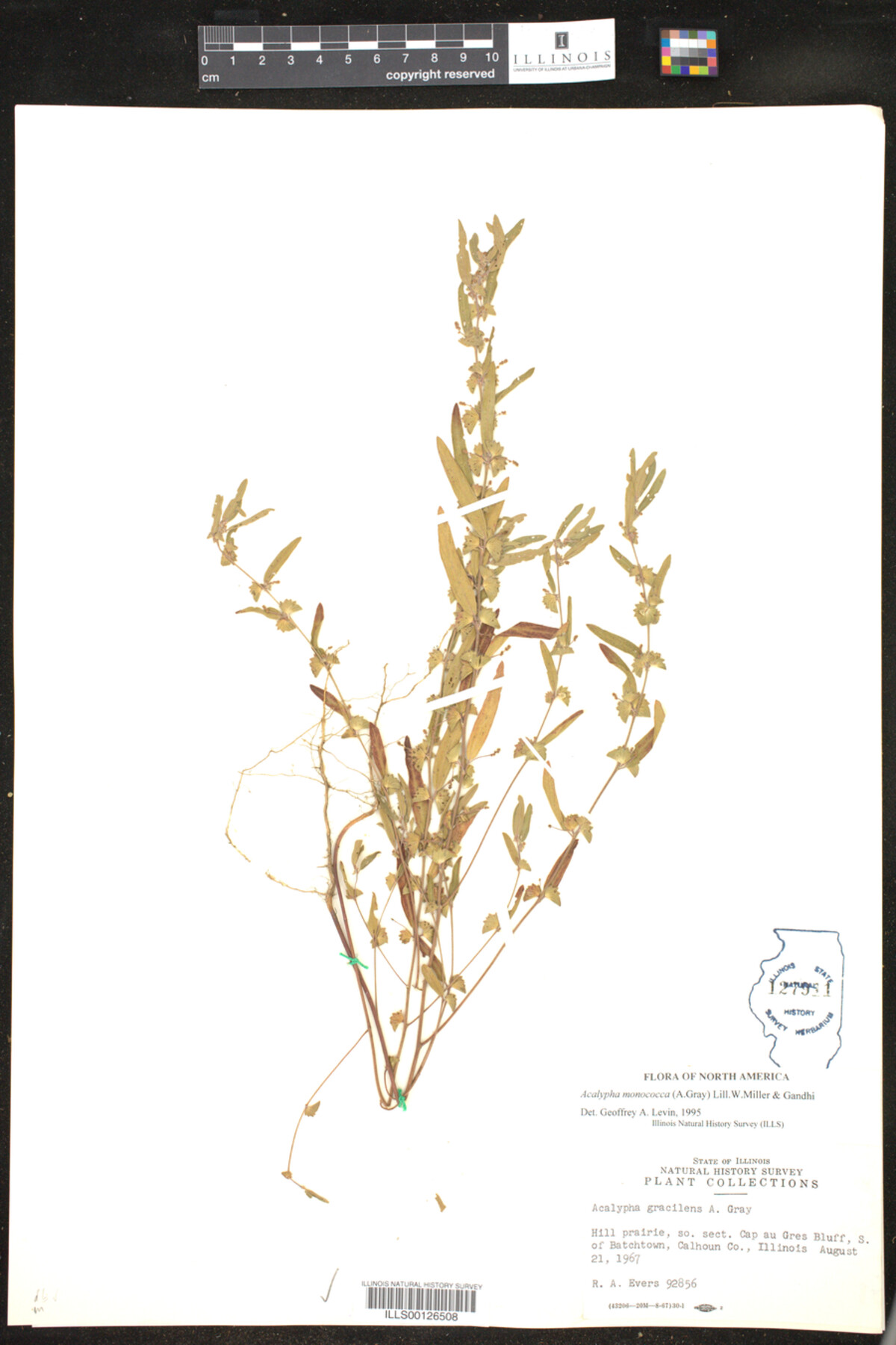 Acalypha monococca image