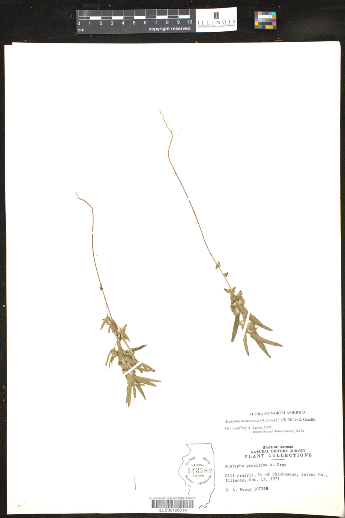 Acalypha monococca image