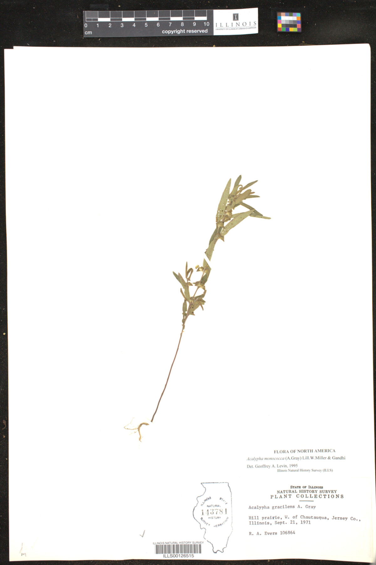 Acalypha monococca image