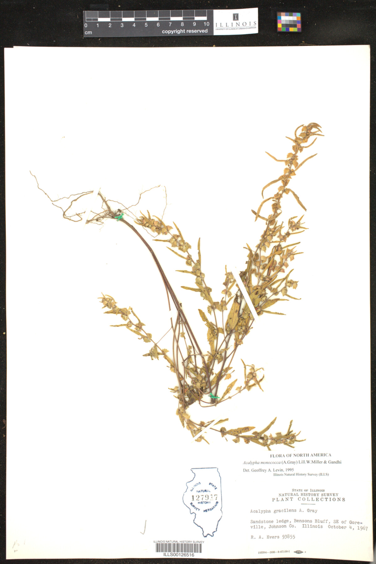 Acalypha monococca image