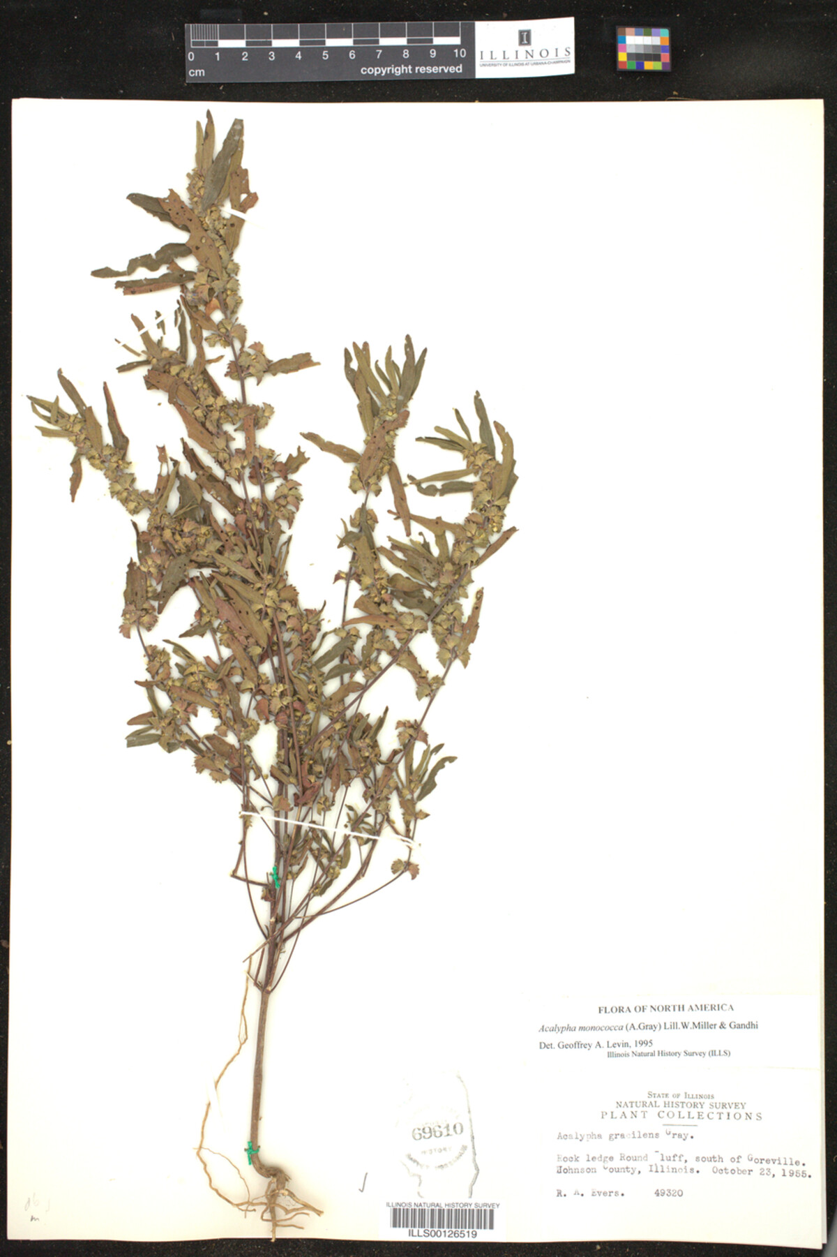 Acalypha monococca image