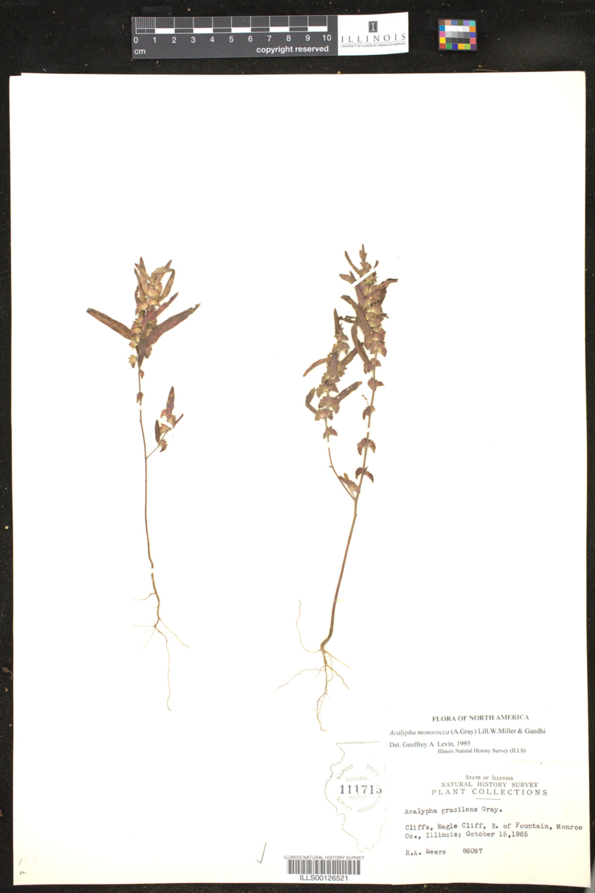 Acalypha monococca image
