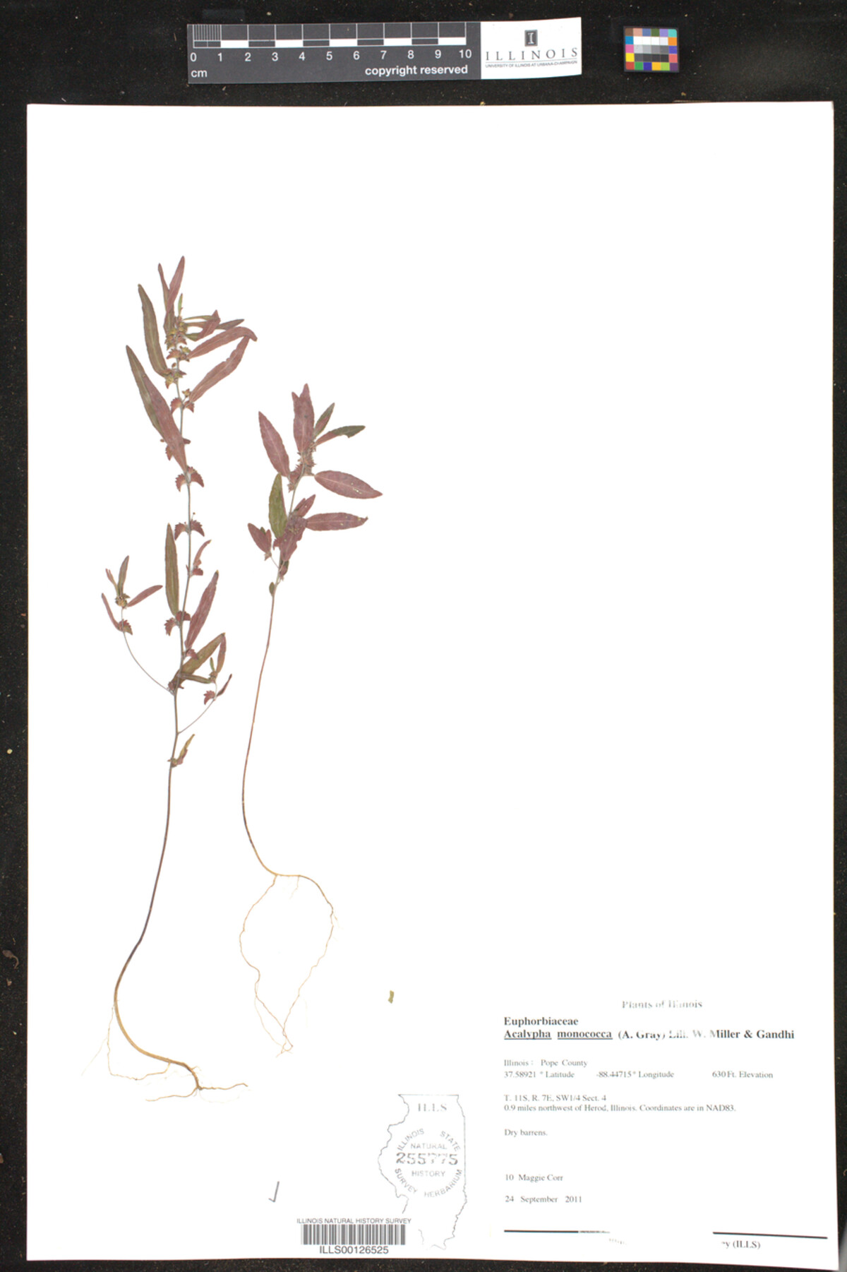 Acalypha monococca image