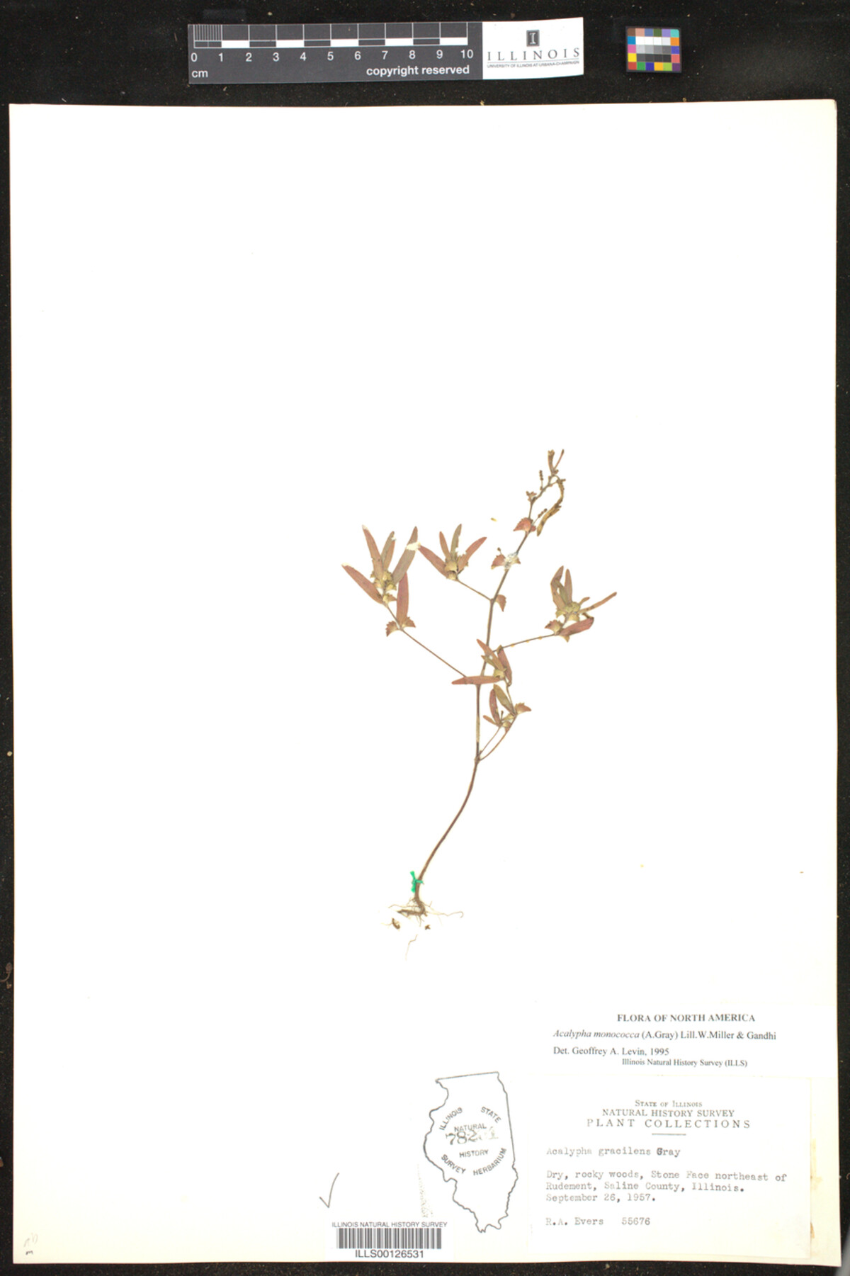 Acalypha monococca image